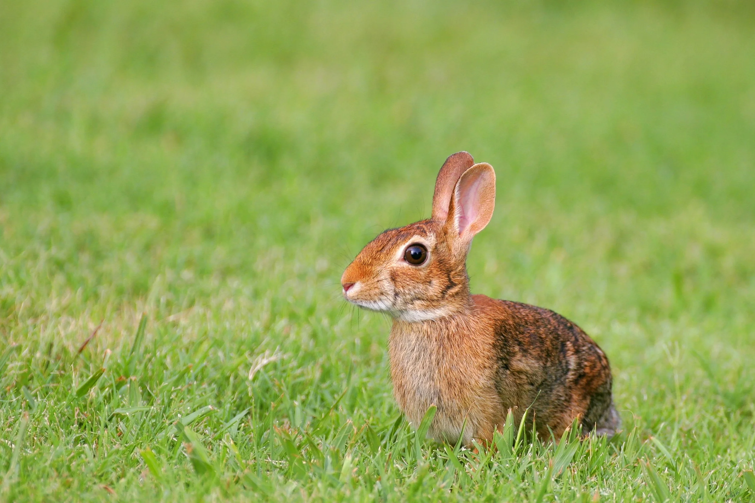 Prairy Rabbits Coastal Prairies — HERE in Houston