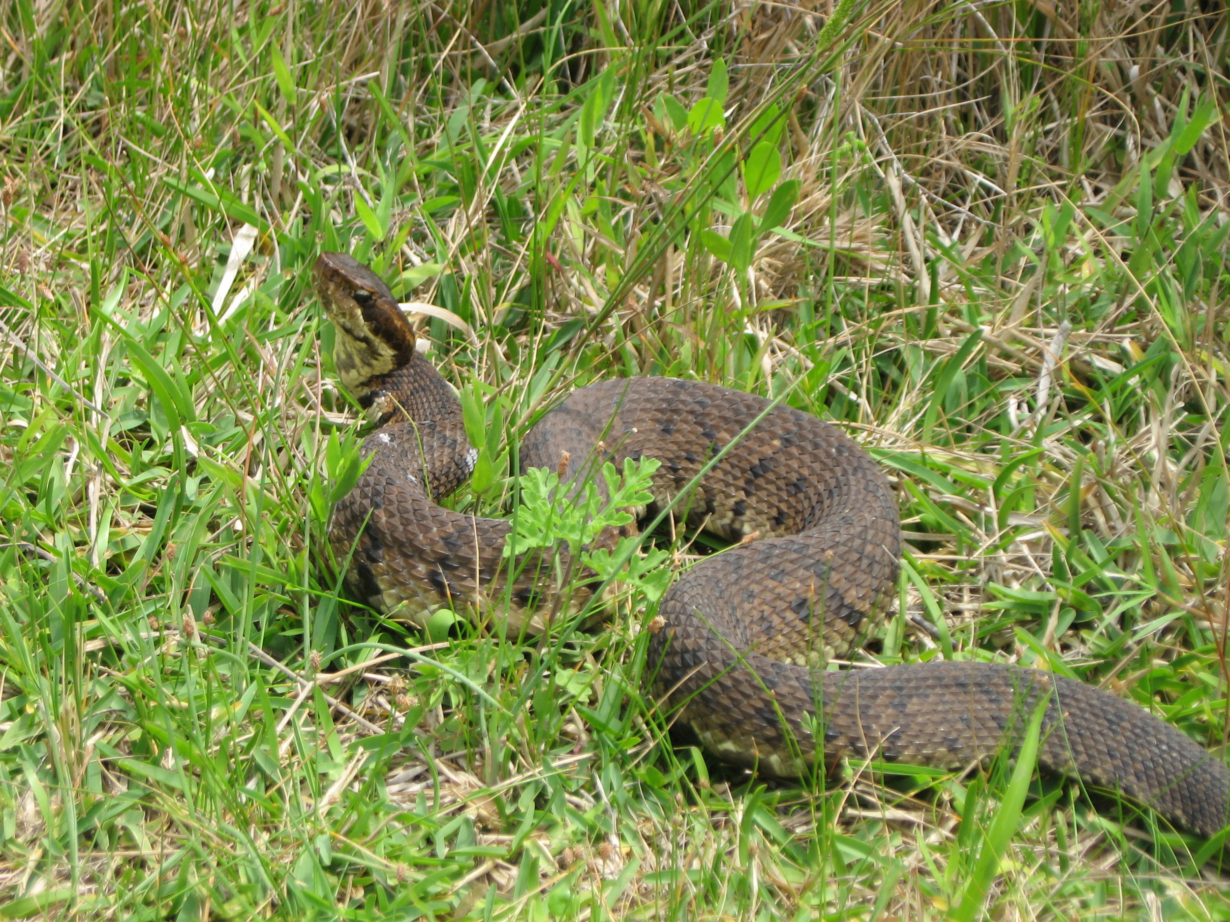 cottonmouth_photocredit_jaimegonzález.jpg