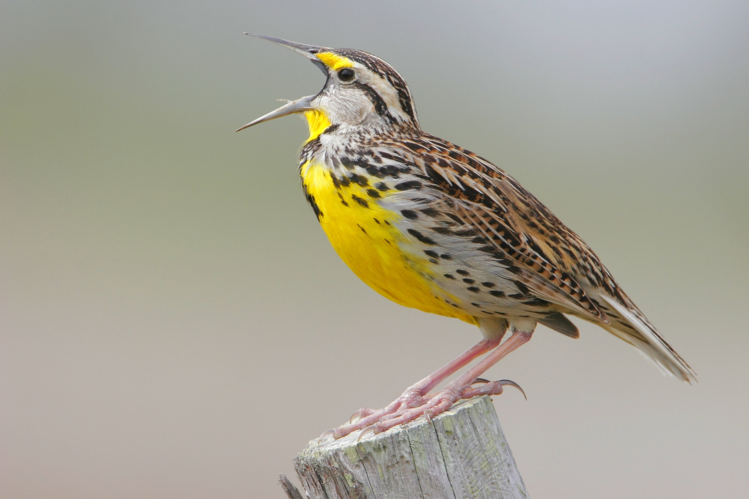 easternmeadowlark_photocredit_jaimegonzález.jpg