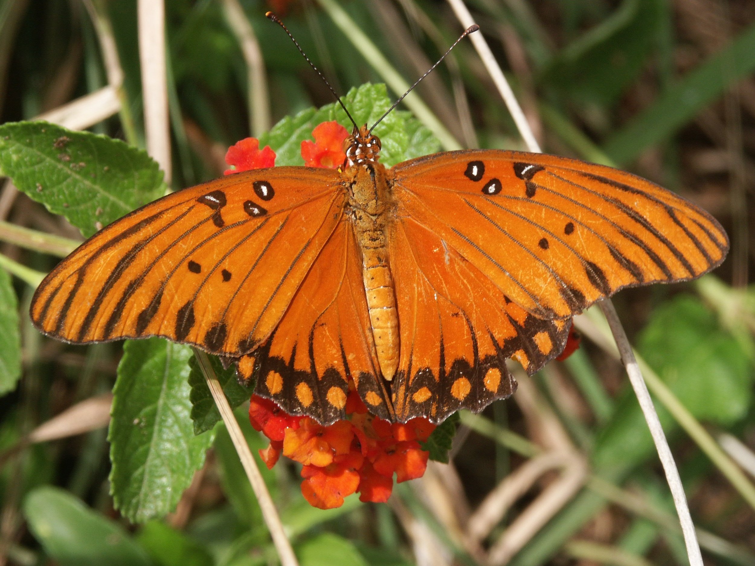 gulffritillary_photocredit_wallyward.jpg