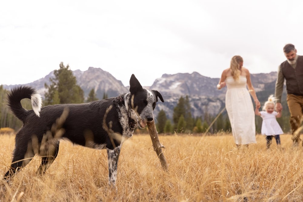Idaho Mountain Wedding with Daughter and Dog
