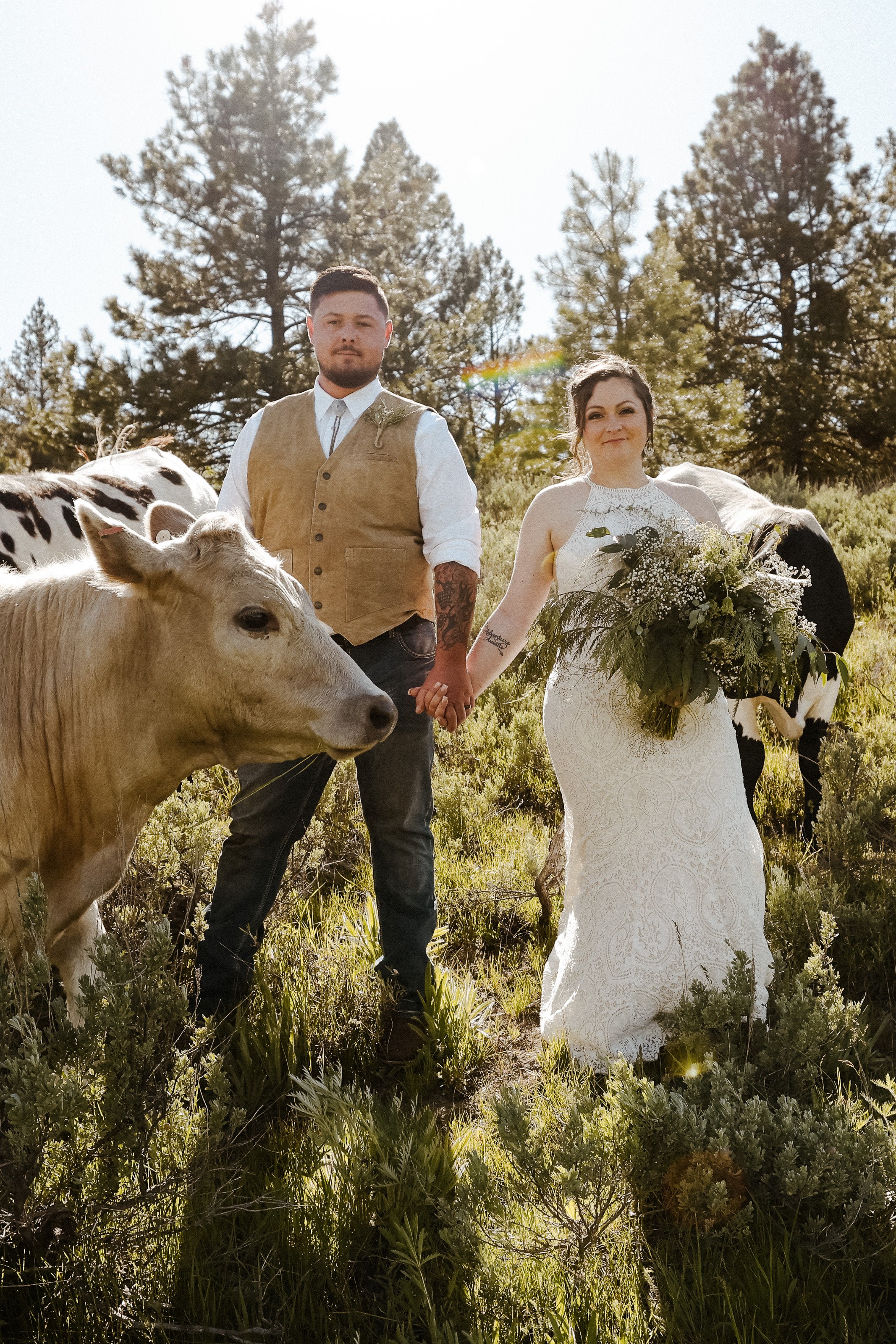 Bride and Groom with Highland Cows