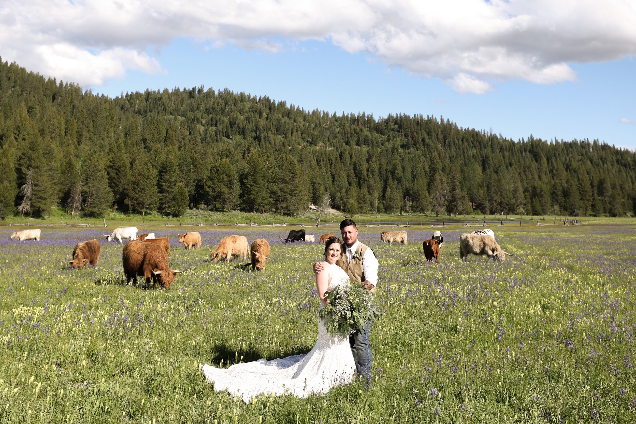 Wedding Couple with Cows
