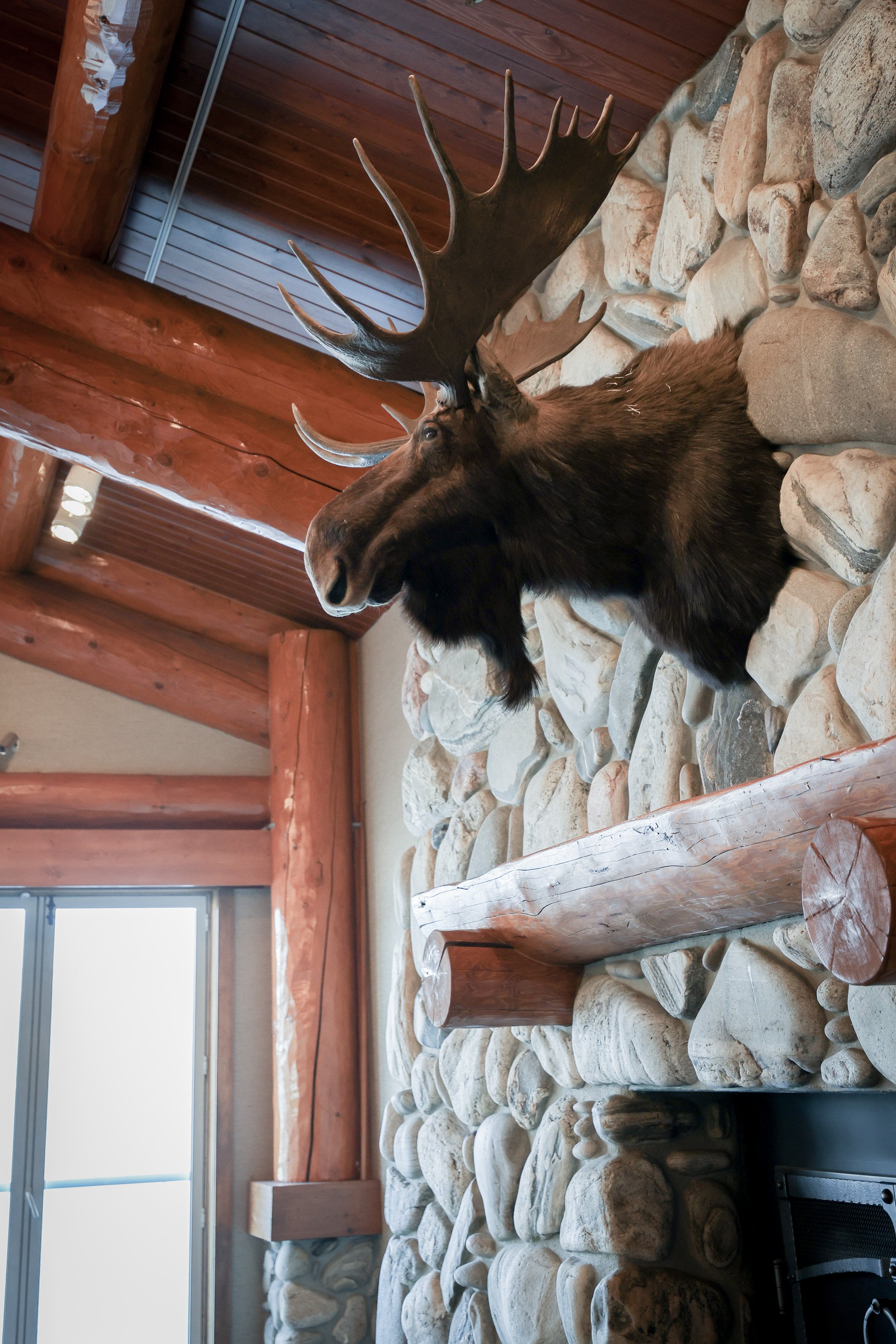 Moose head over rock fireplace