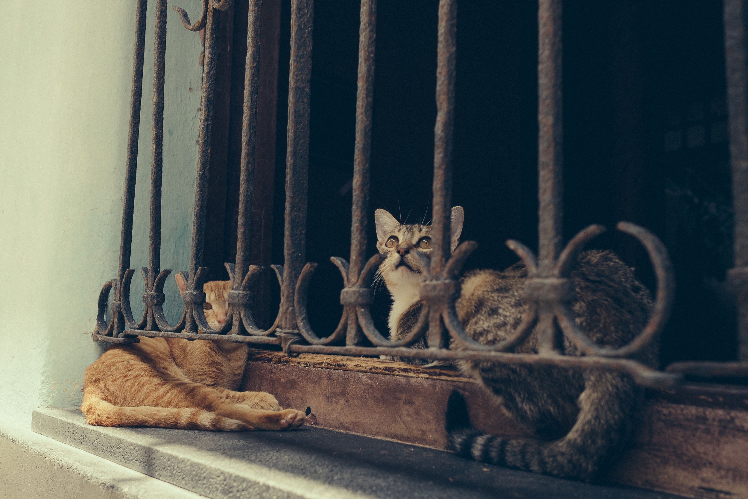031_cuba-stellancy_20170422.jpg