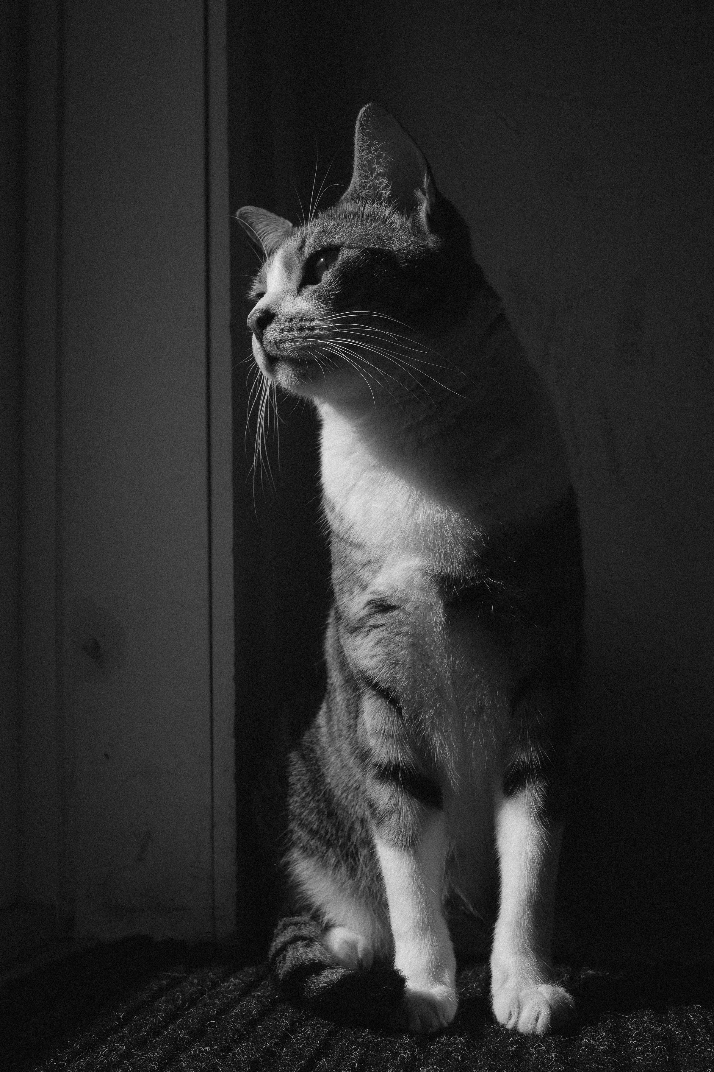 miami-pet-cat-photographer_004.jpg