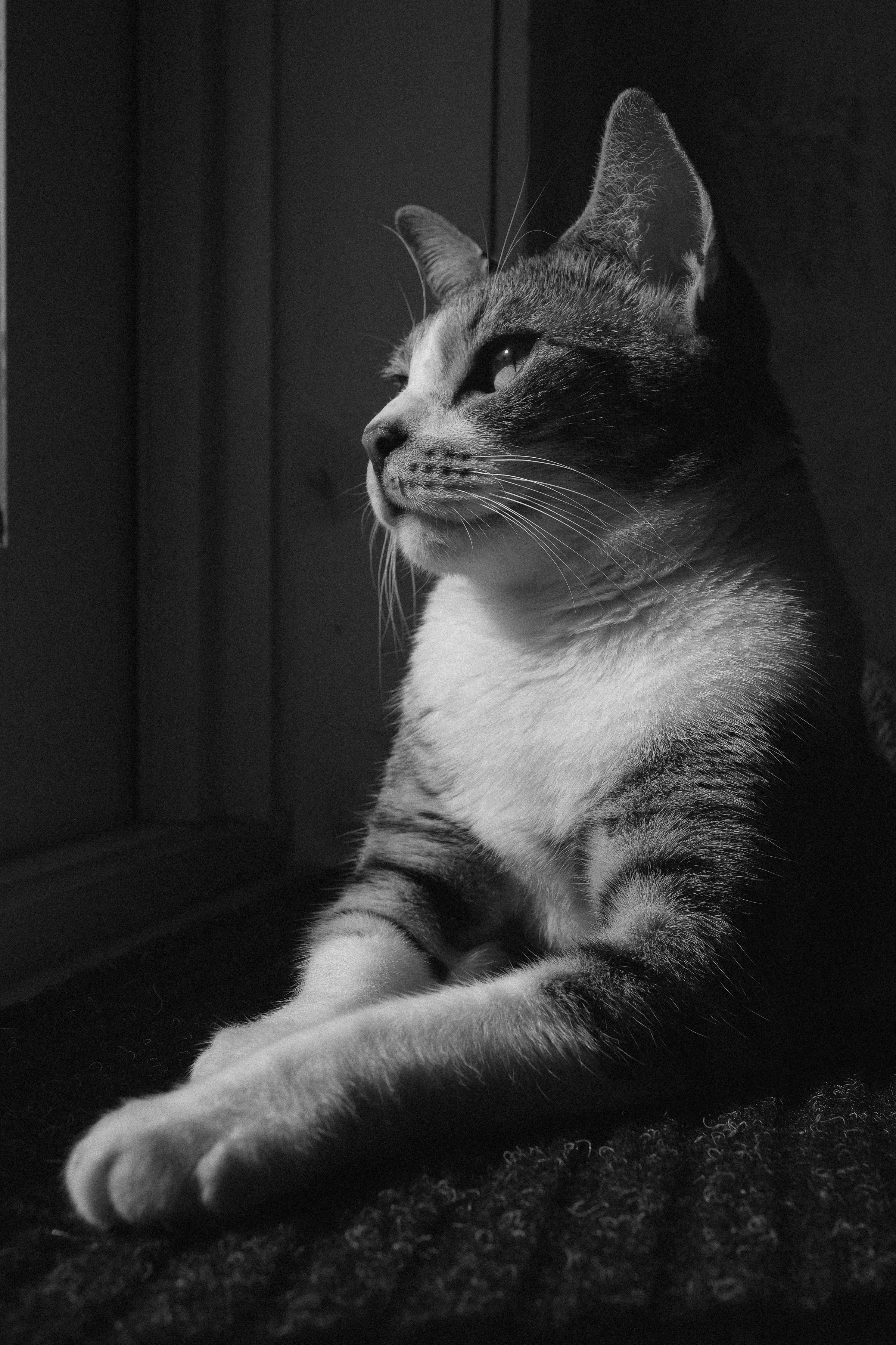 miami-pet-cat-photographer_005.jpg