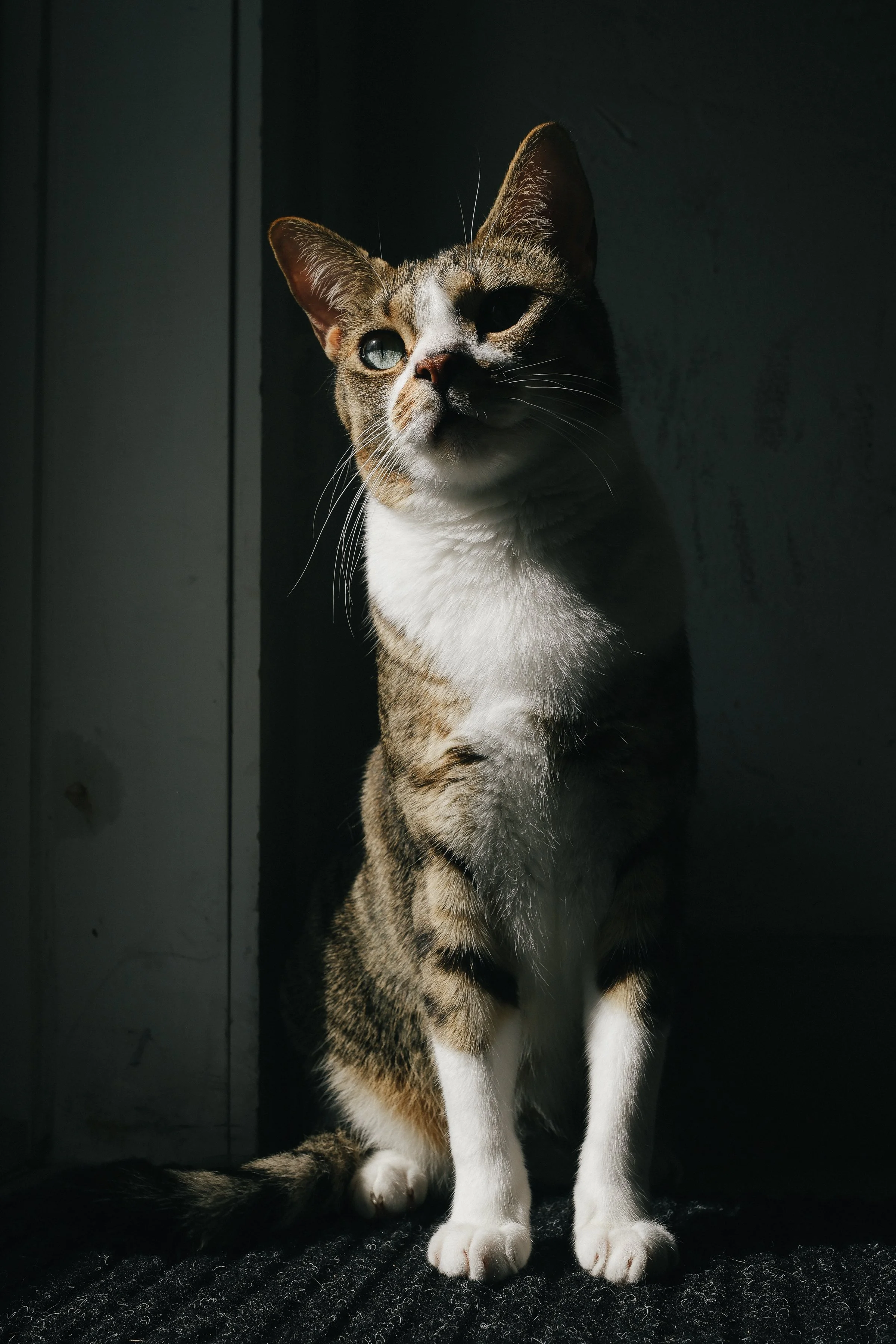 miami-pet-cat-photographer_003.jpg