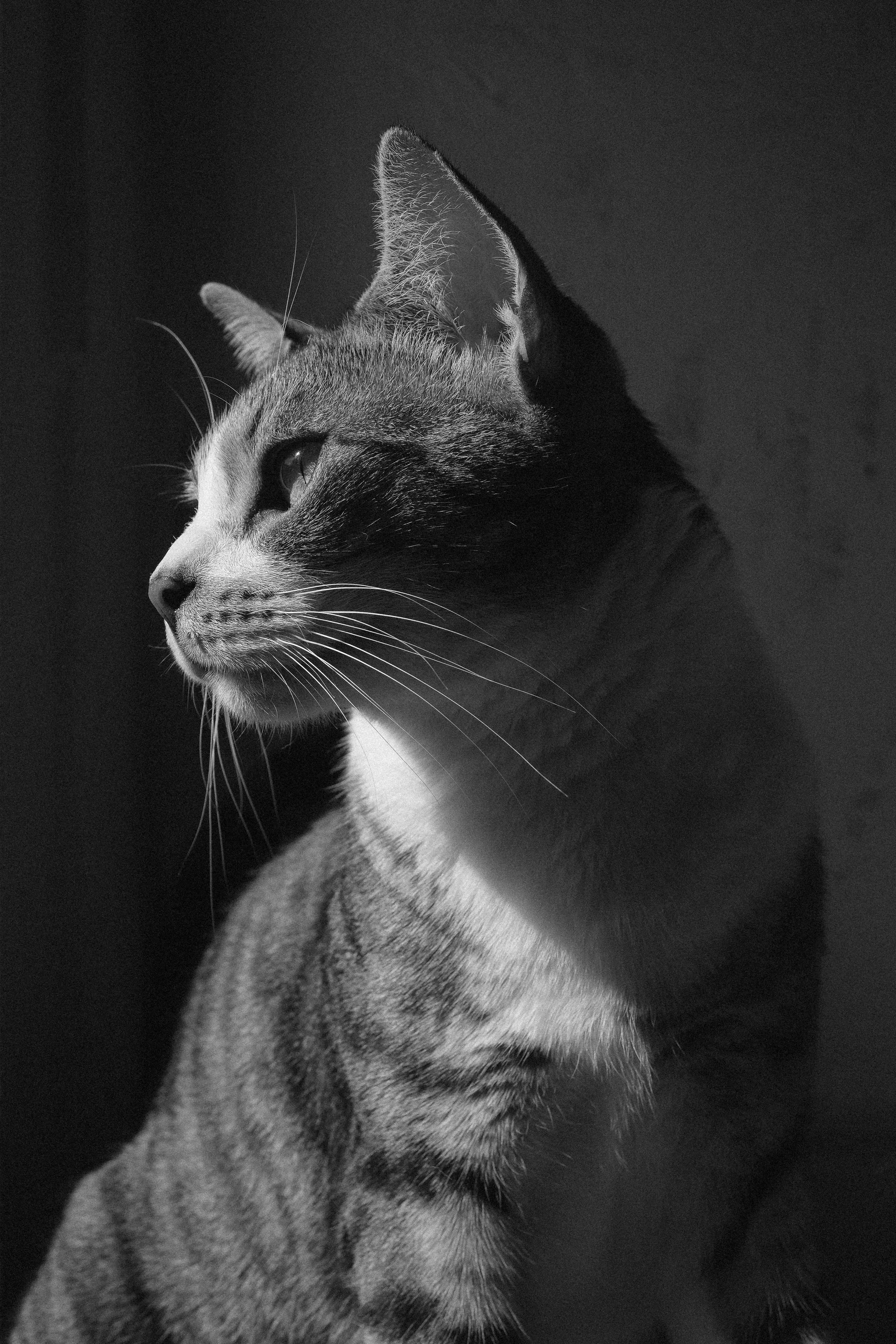 miami-pet-cat-photographer_002.jpg