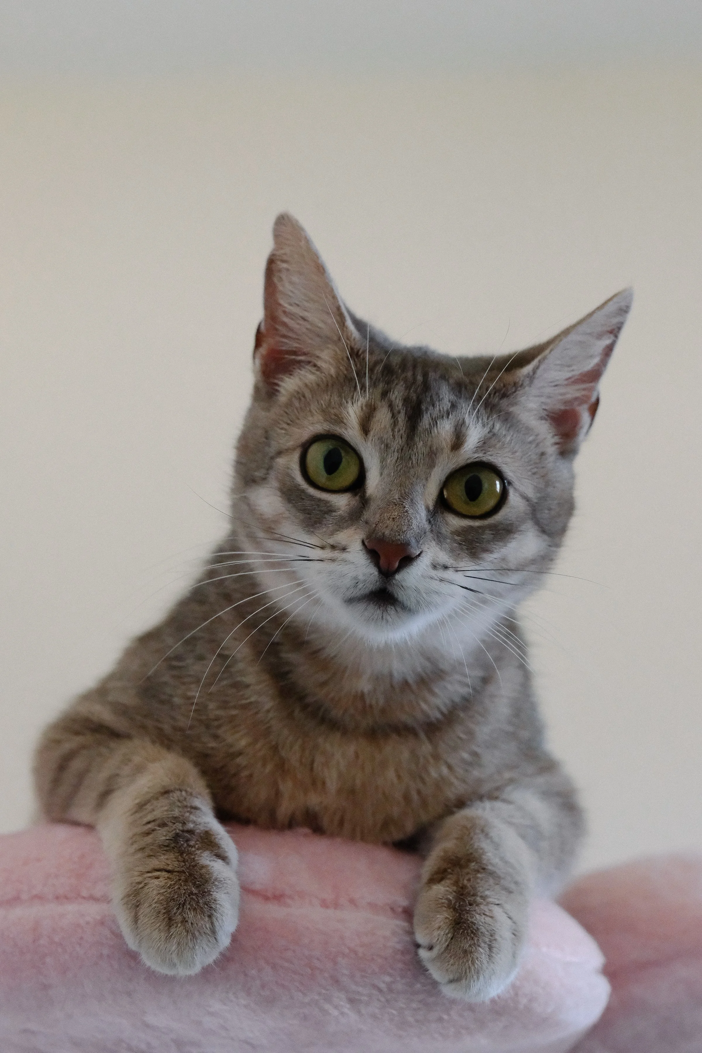 miami-pet-cat-photographer_020.jpg