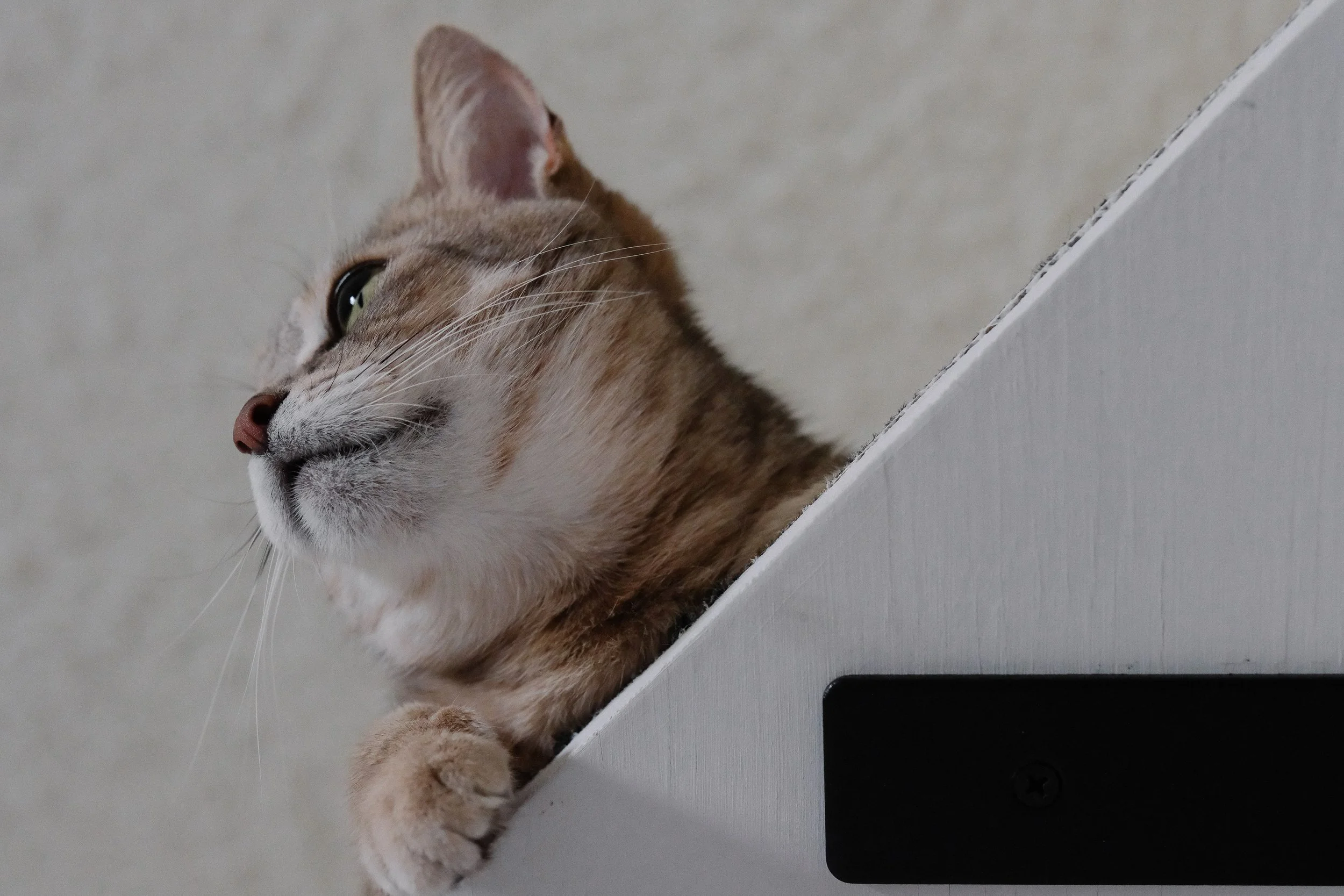 miami-pet-cat-photographer_019.jpg