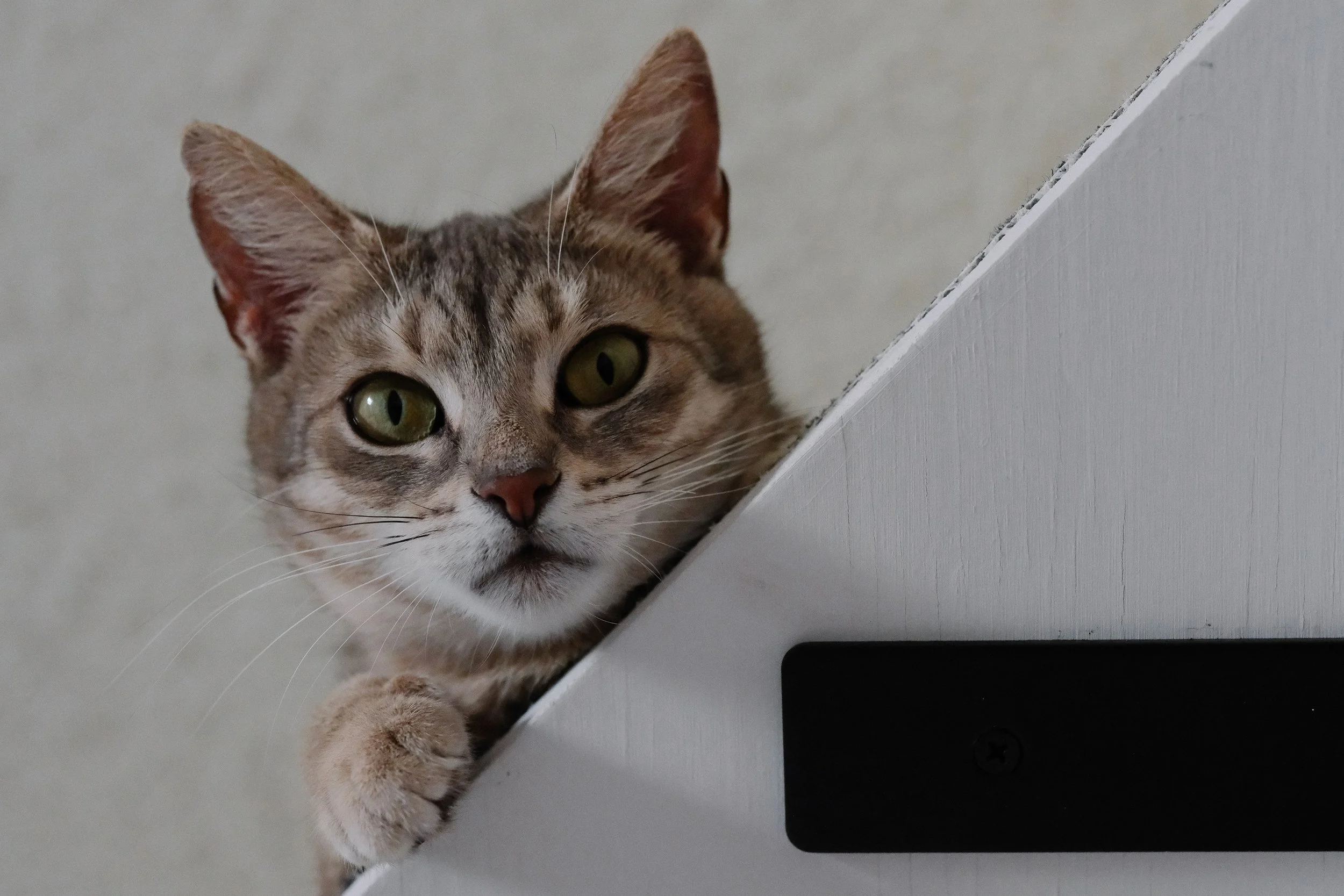 miami-pet-cat-photographer_018.jpg