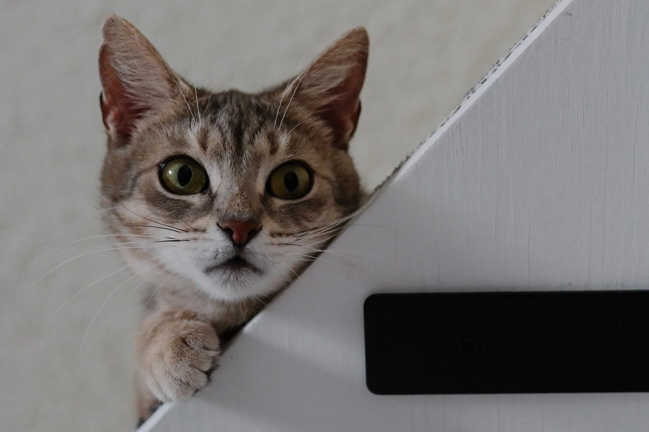 miami-pet-cat-photographer_017.jpg