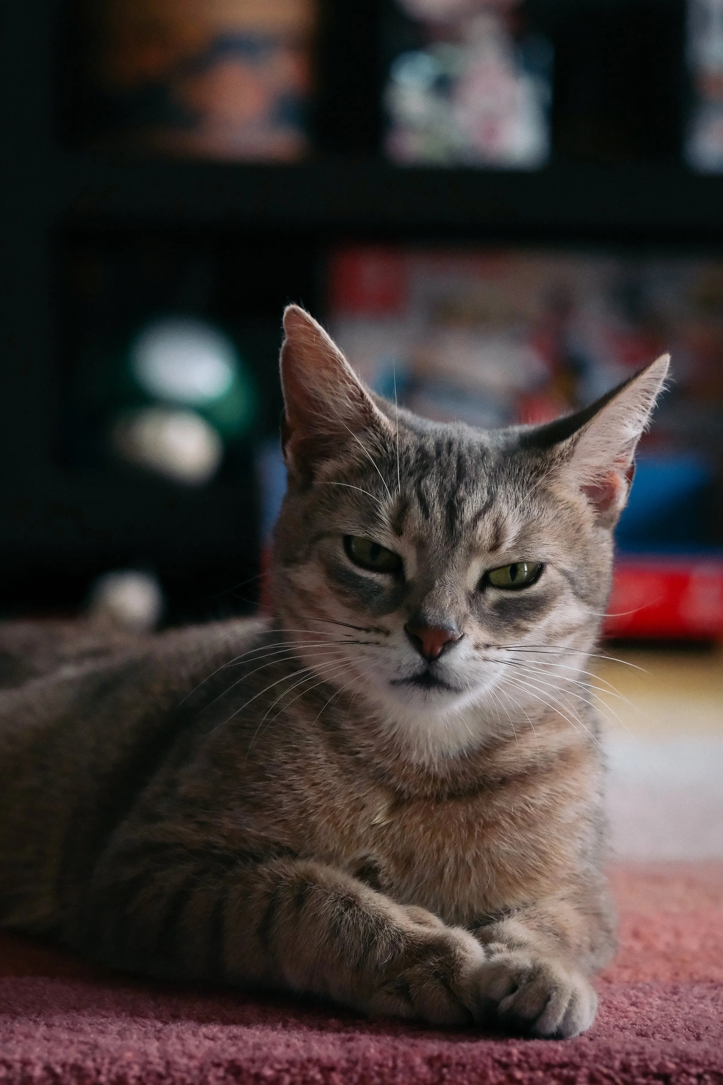 miami-pet-cat-photographer_015.jpg