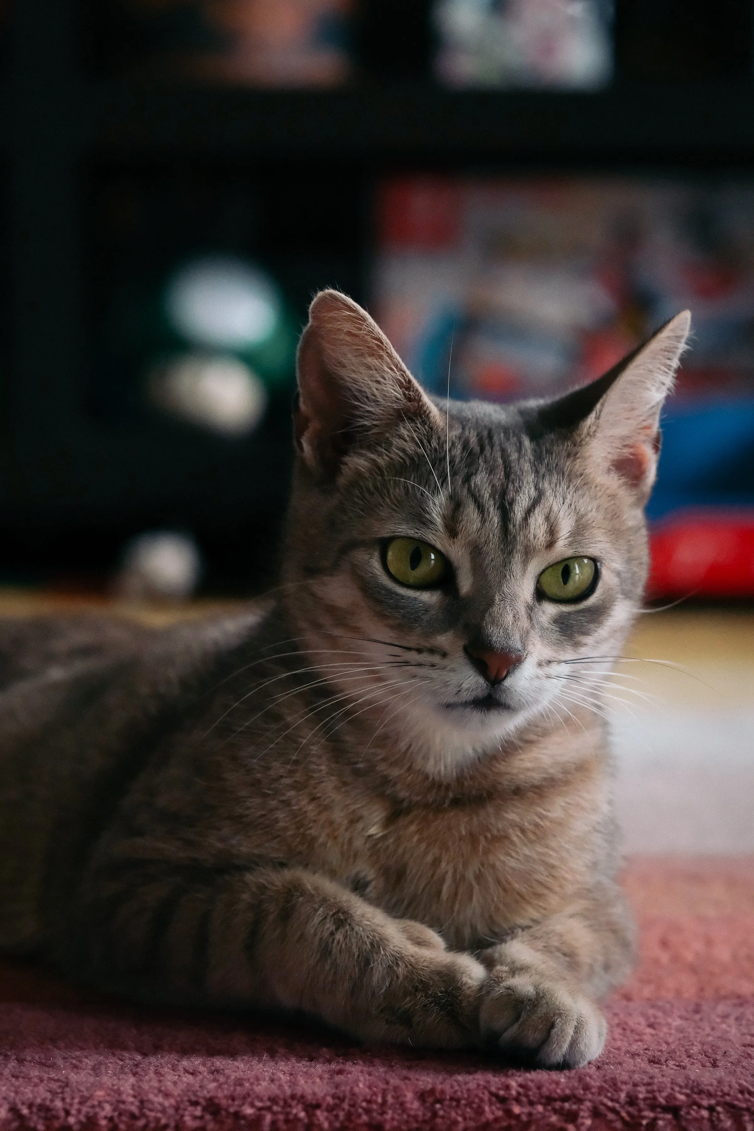 miami-pet-cat-photographer_014.jpg