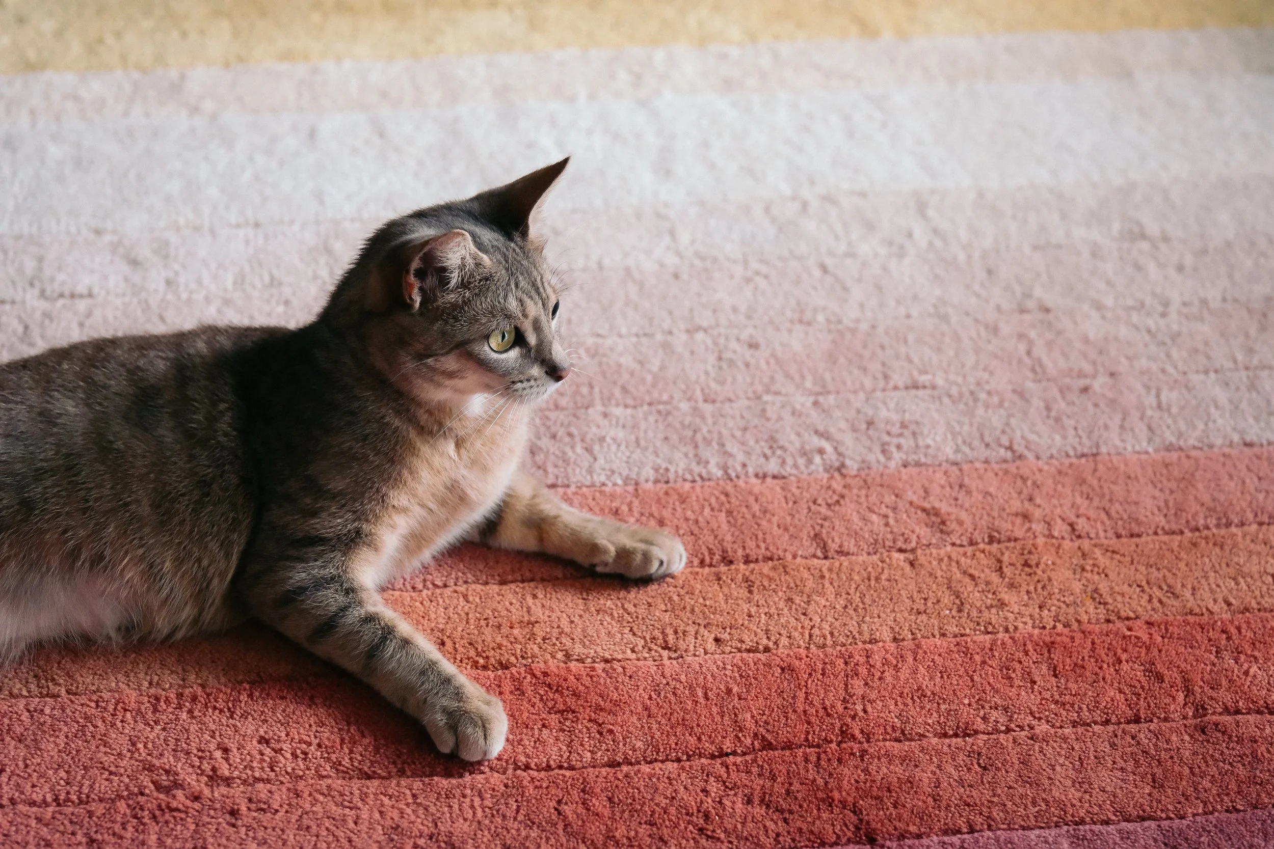 miami-pet-cat-photographer_013.jpg