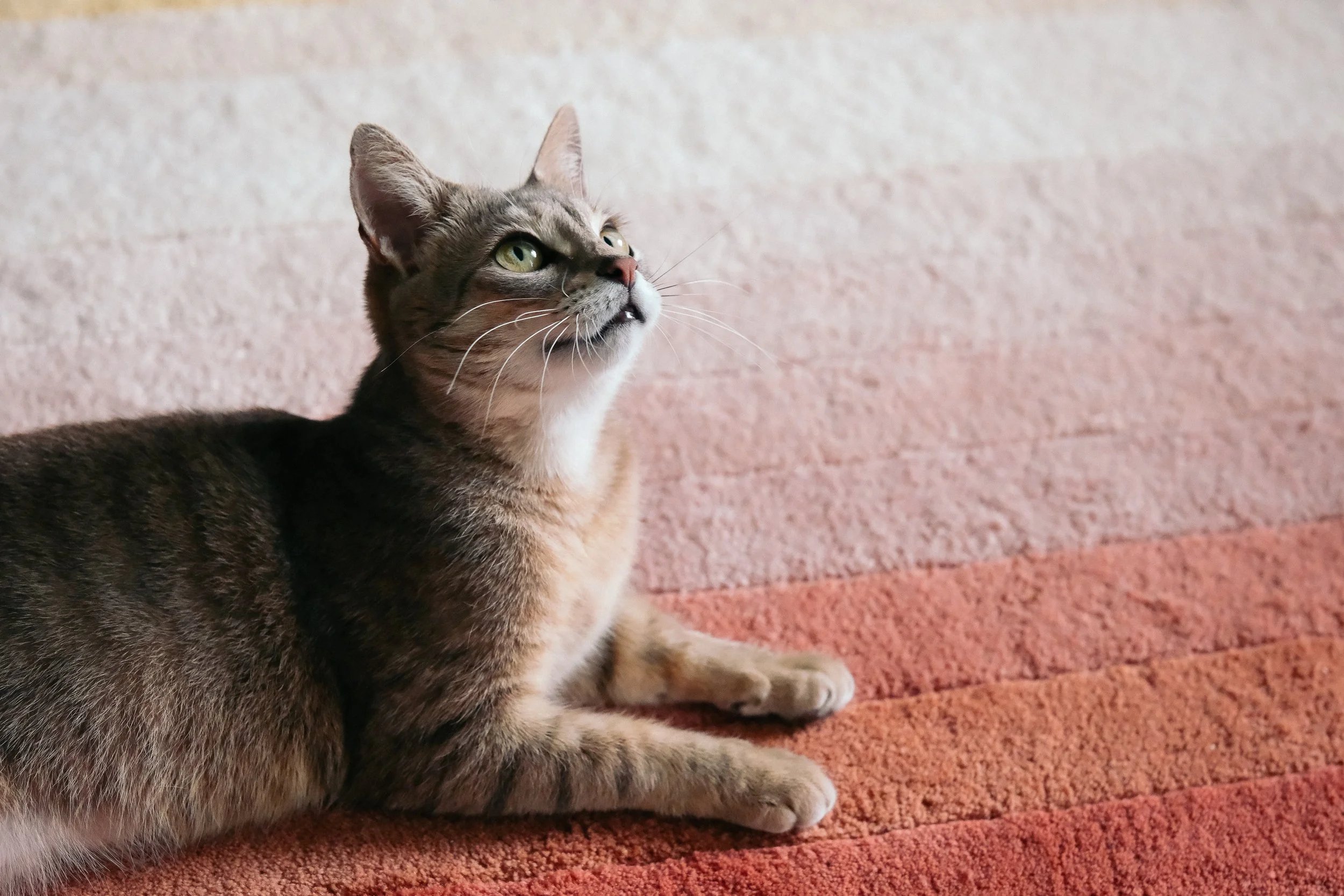 miami-pet-cat-photographer_012.jpg