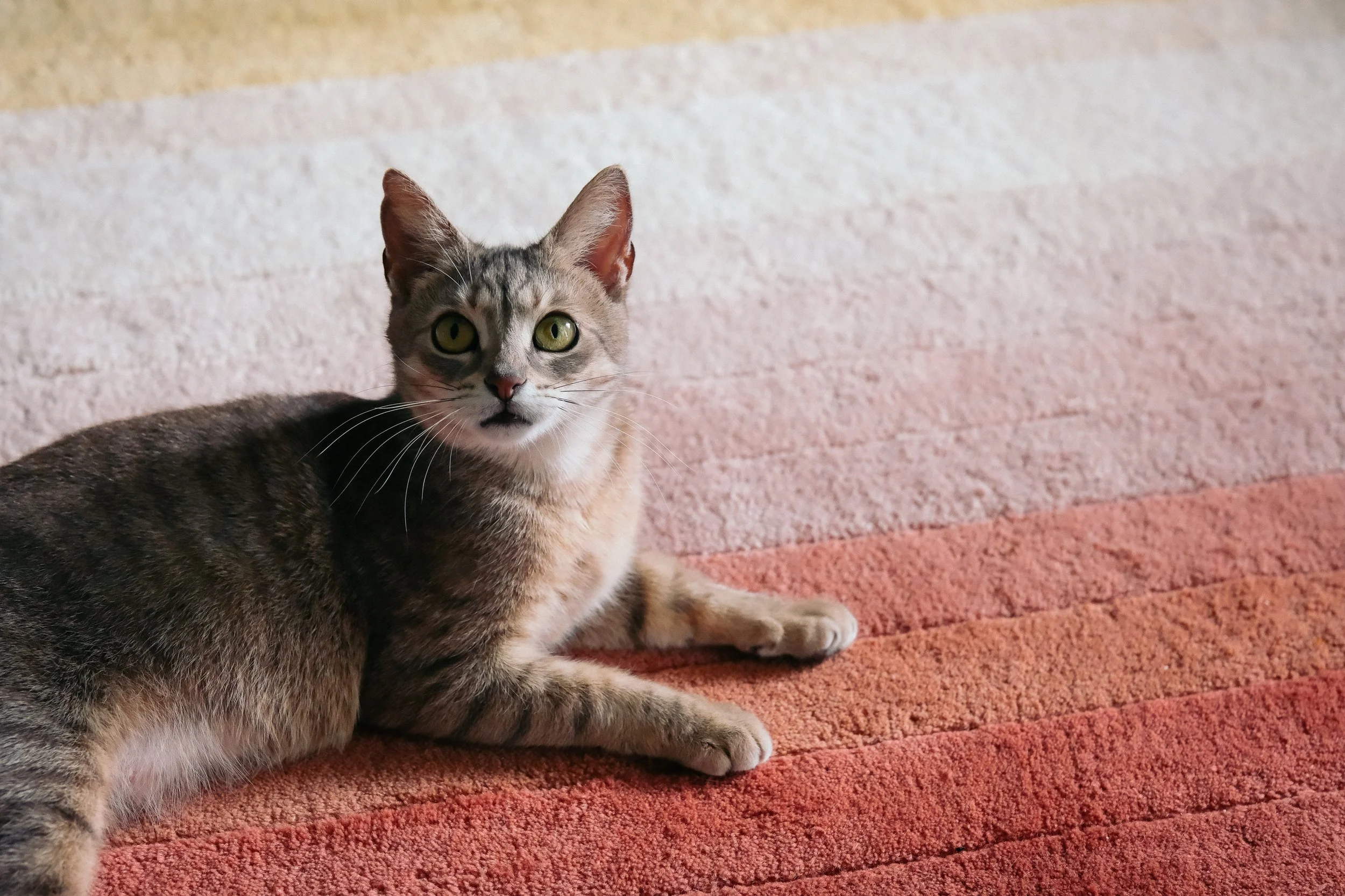miami-pet-cat-photographer_011.jpg