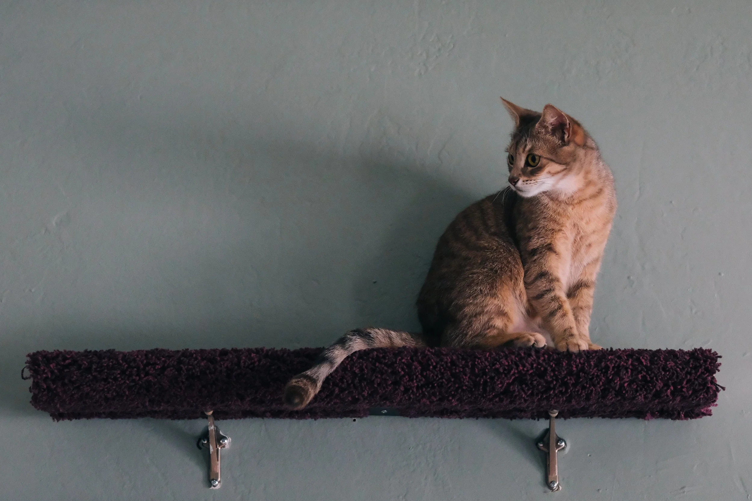 miami-pet-cat-photographer_009.jpg