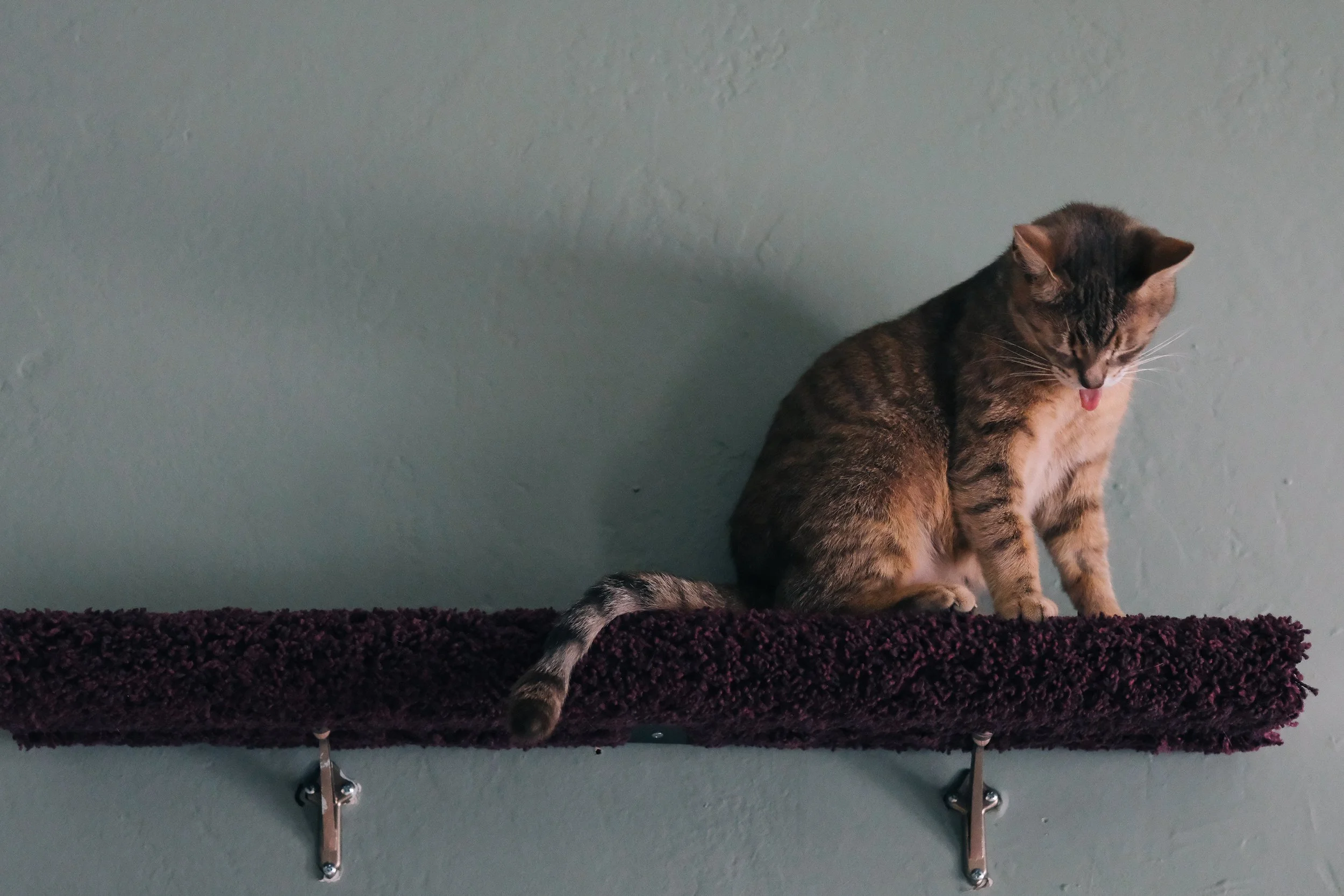 miami-pet-cat-photographer_010.jpg