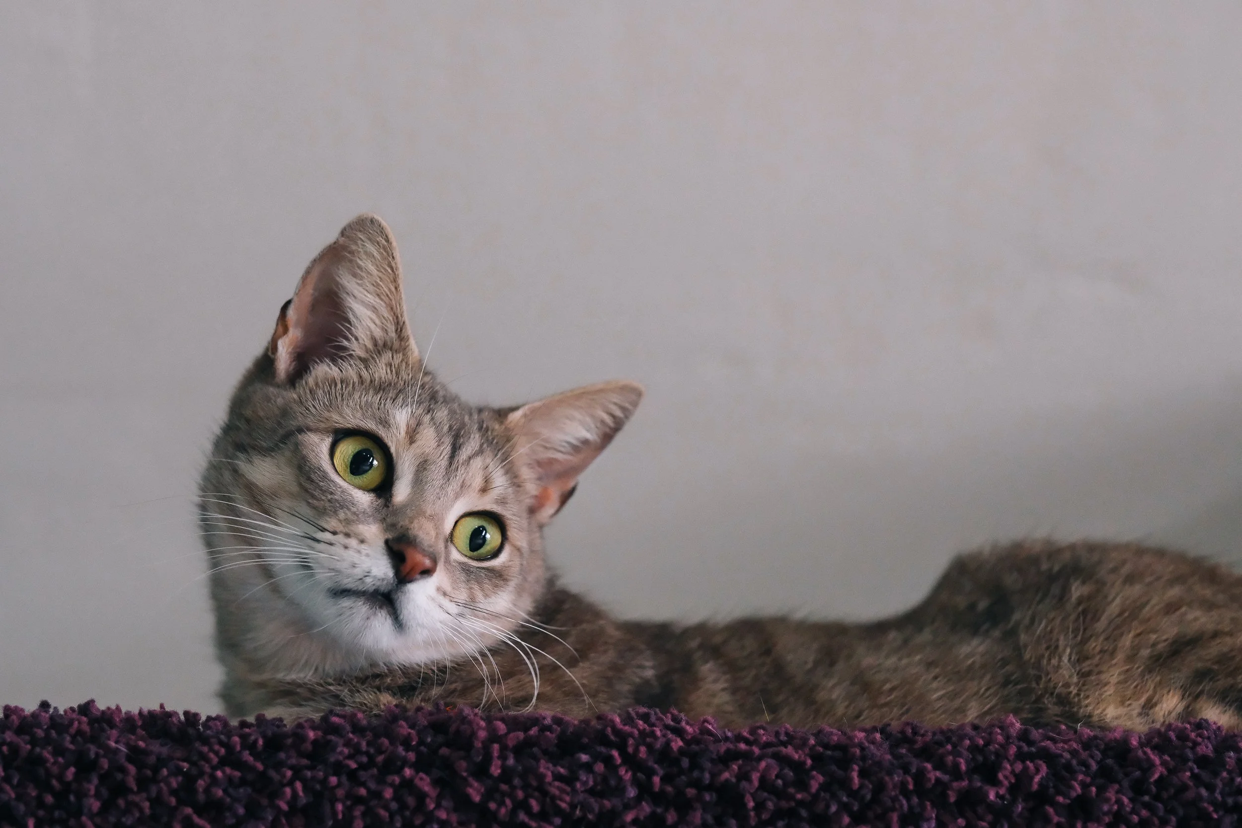 miami-pet-cat-photographer_008.jpg