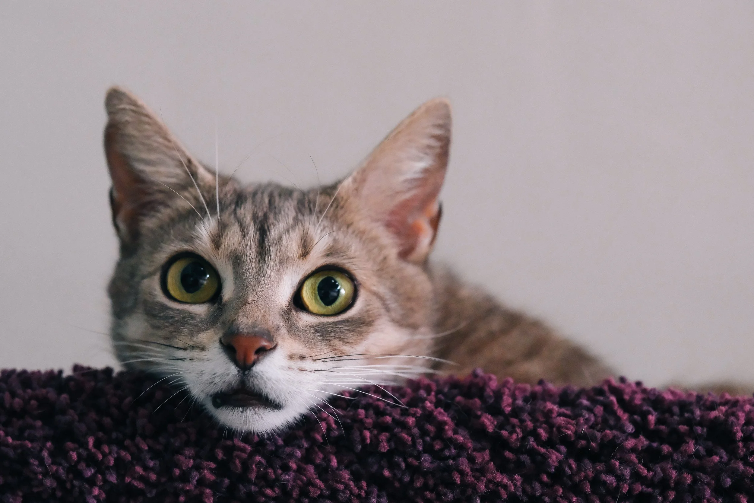 miami-pet-cat-photographer_006.jpg