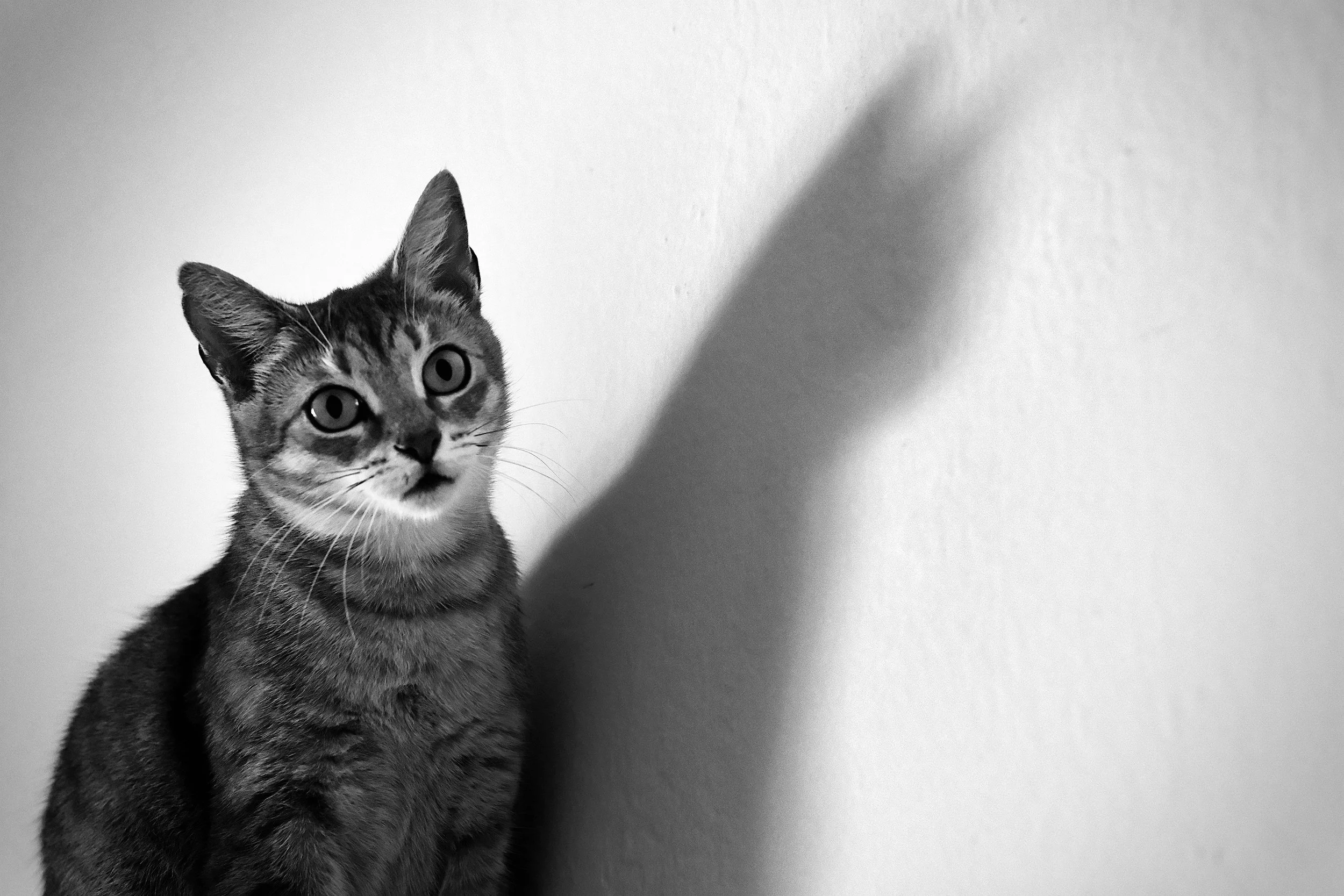 miami-pet-cat-photographer_015.jpeg