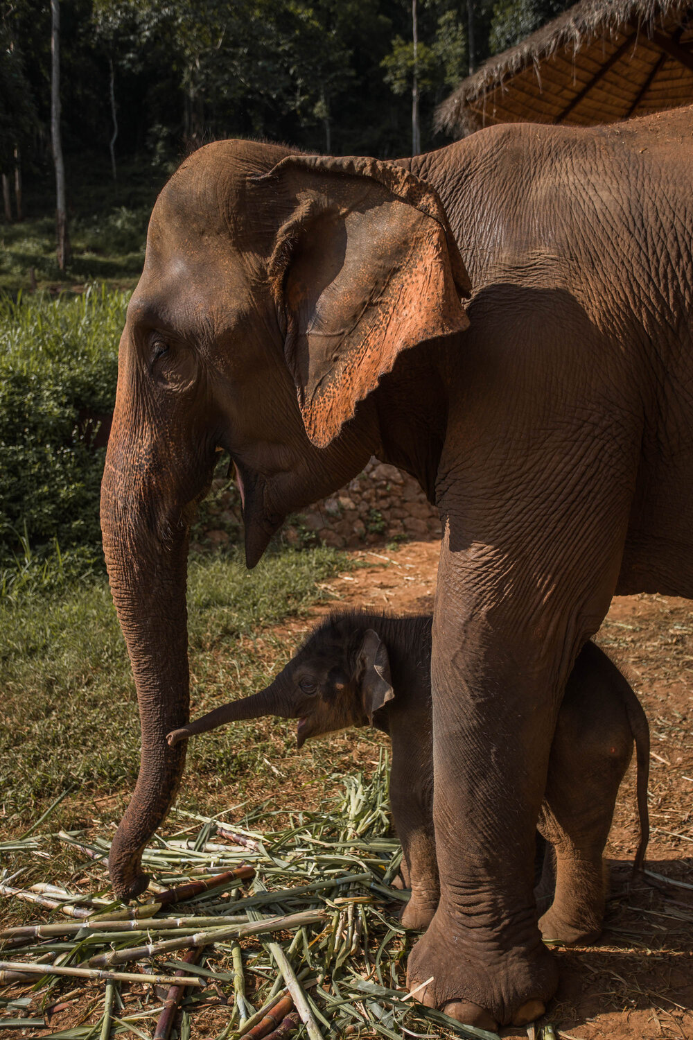 HBC x Thailand Elephants.jpg