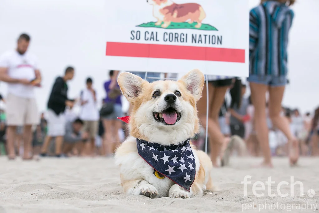 national corgi day 2018