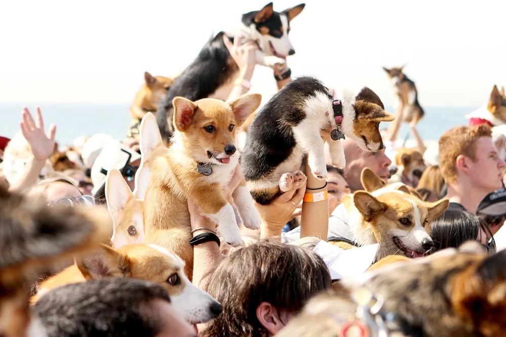 Upcoming Corgi Events So Cal Corgi Nation Corgis are known for their big smiles and a charming little body that makes them look like a loaf of bread. so cal corgi nation