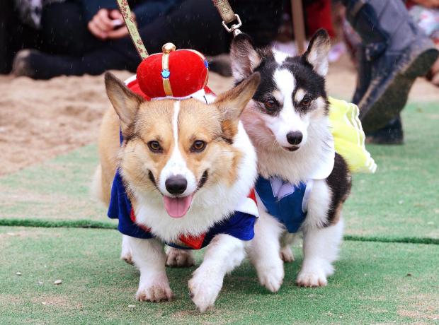 national corgi day 2018