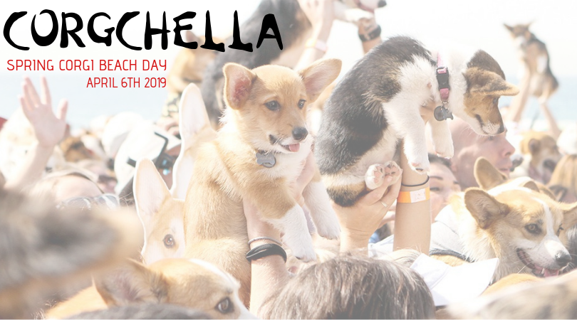 national corgi day 2018