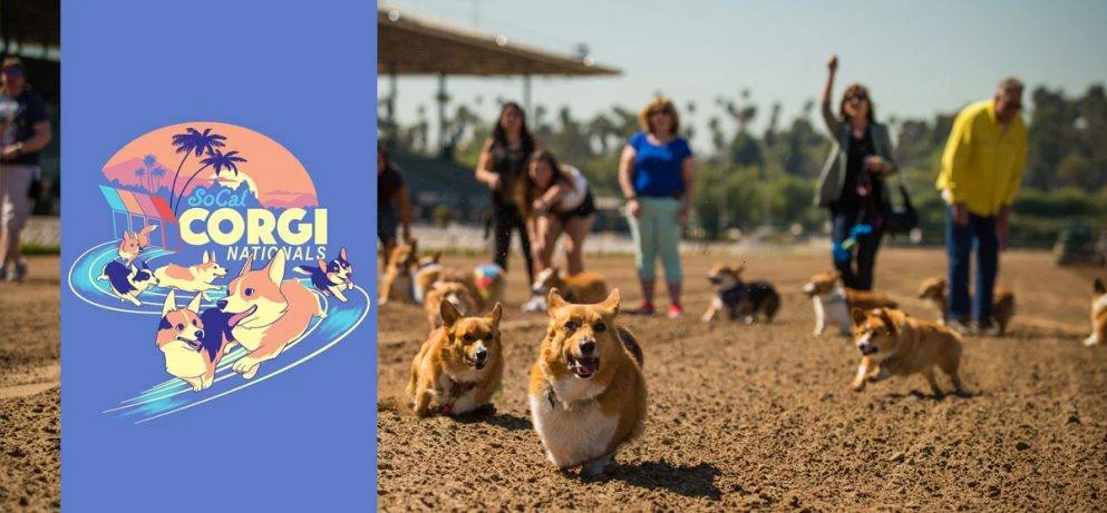 corgi events near me