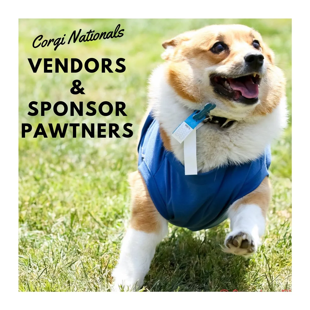 Corgi+Nationals.jpg