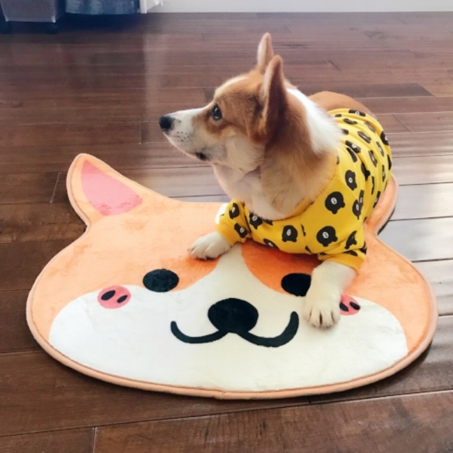 nayo+corgi.jpeg