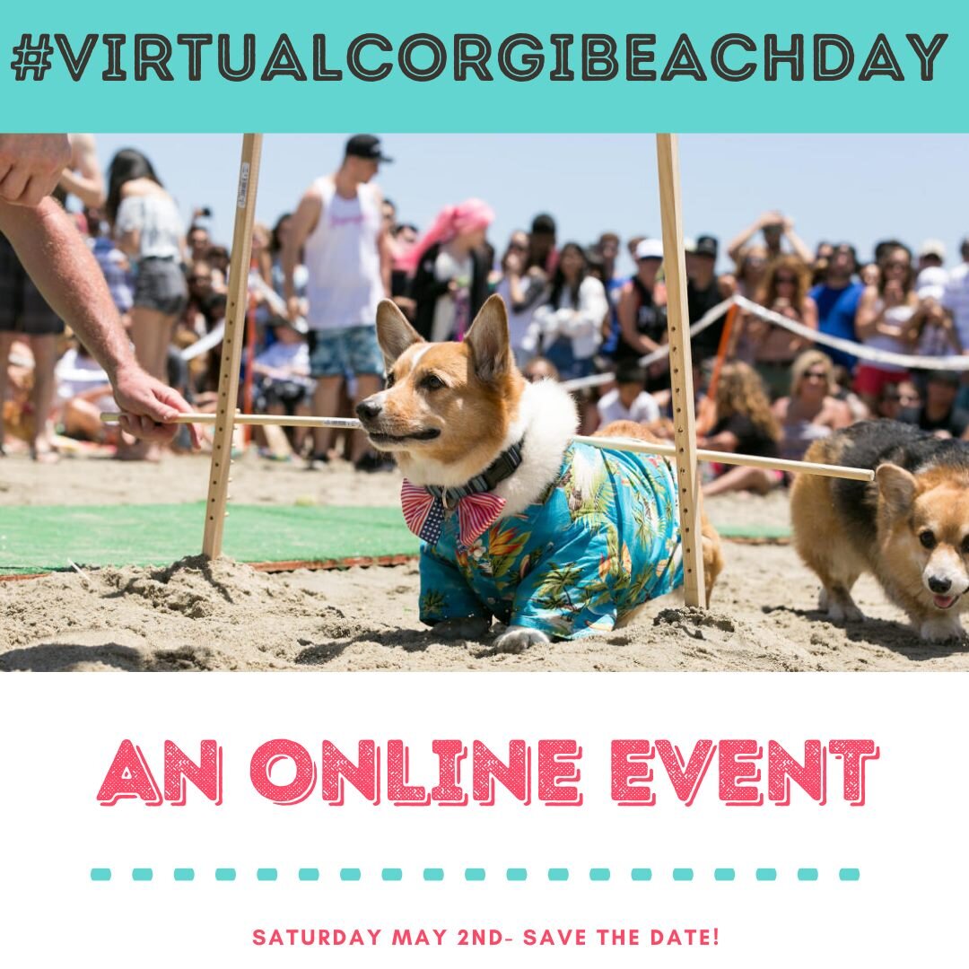 VIRTUAL CORGI BEACH DAY- An Online Event!