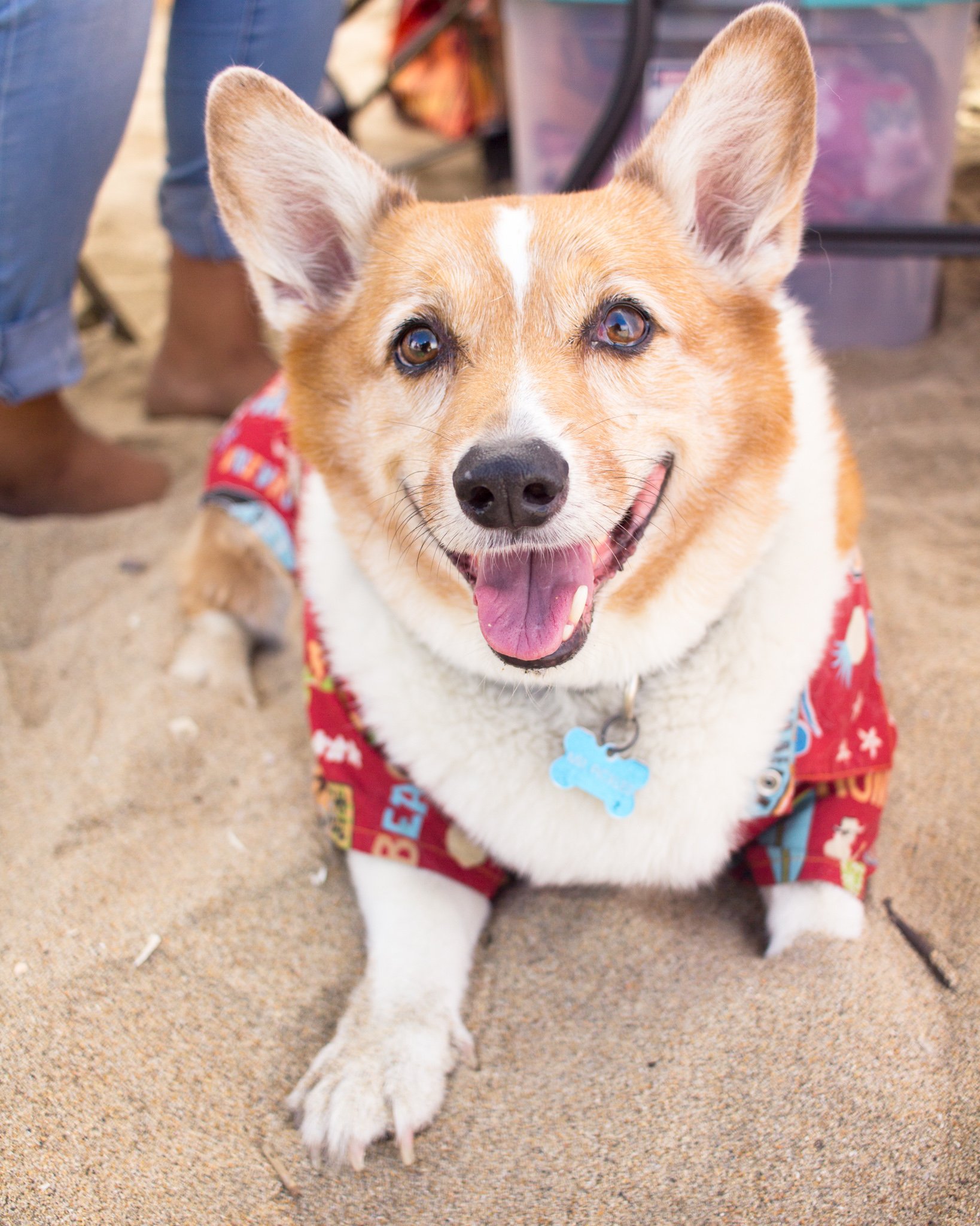 Orange County Pet and Dog Photography - by Steamer Lee - Corgi Beach Day - Southern Caliornia  36 (5).jpg