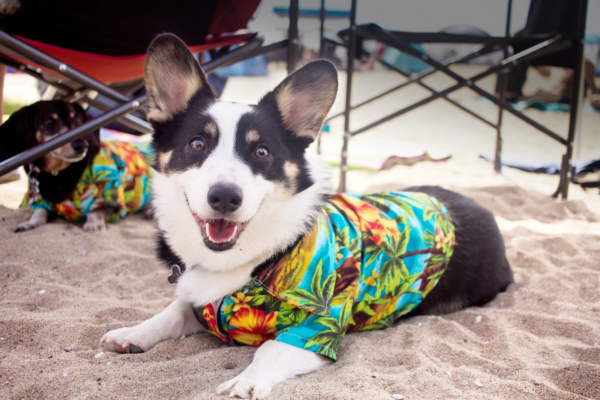 166-Orange County Pet and Dog Photography - by Steamer Lee - Corgi Beach Day - Southern Caliornia (2).JPG