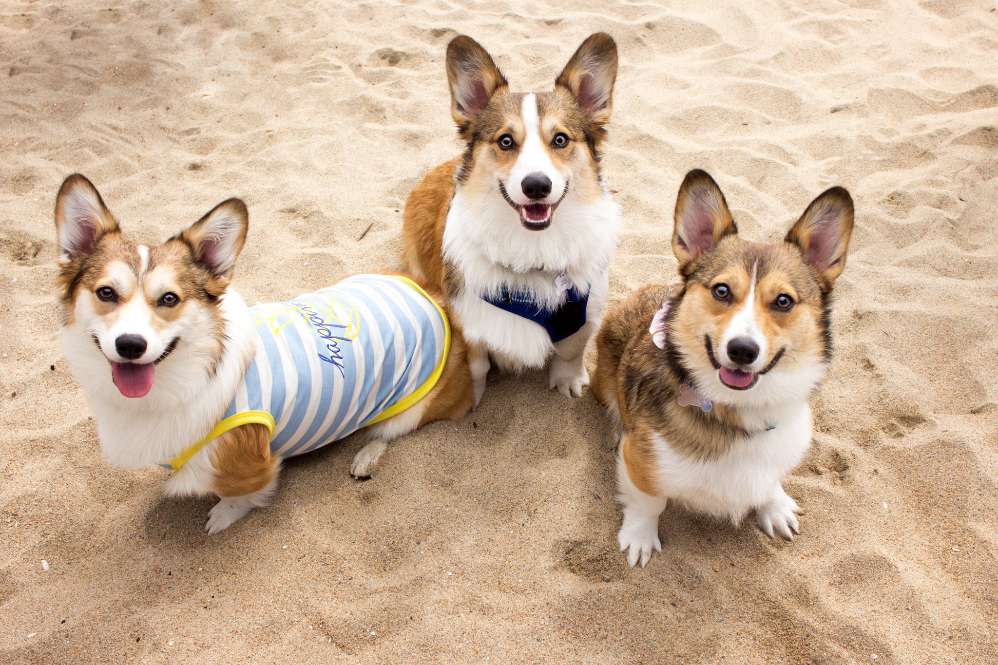 78-Orange County Pet and Dog Photography - by Steamer Lee - Corgi Beach Day - Southern Caliornia (3).JPG