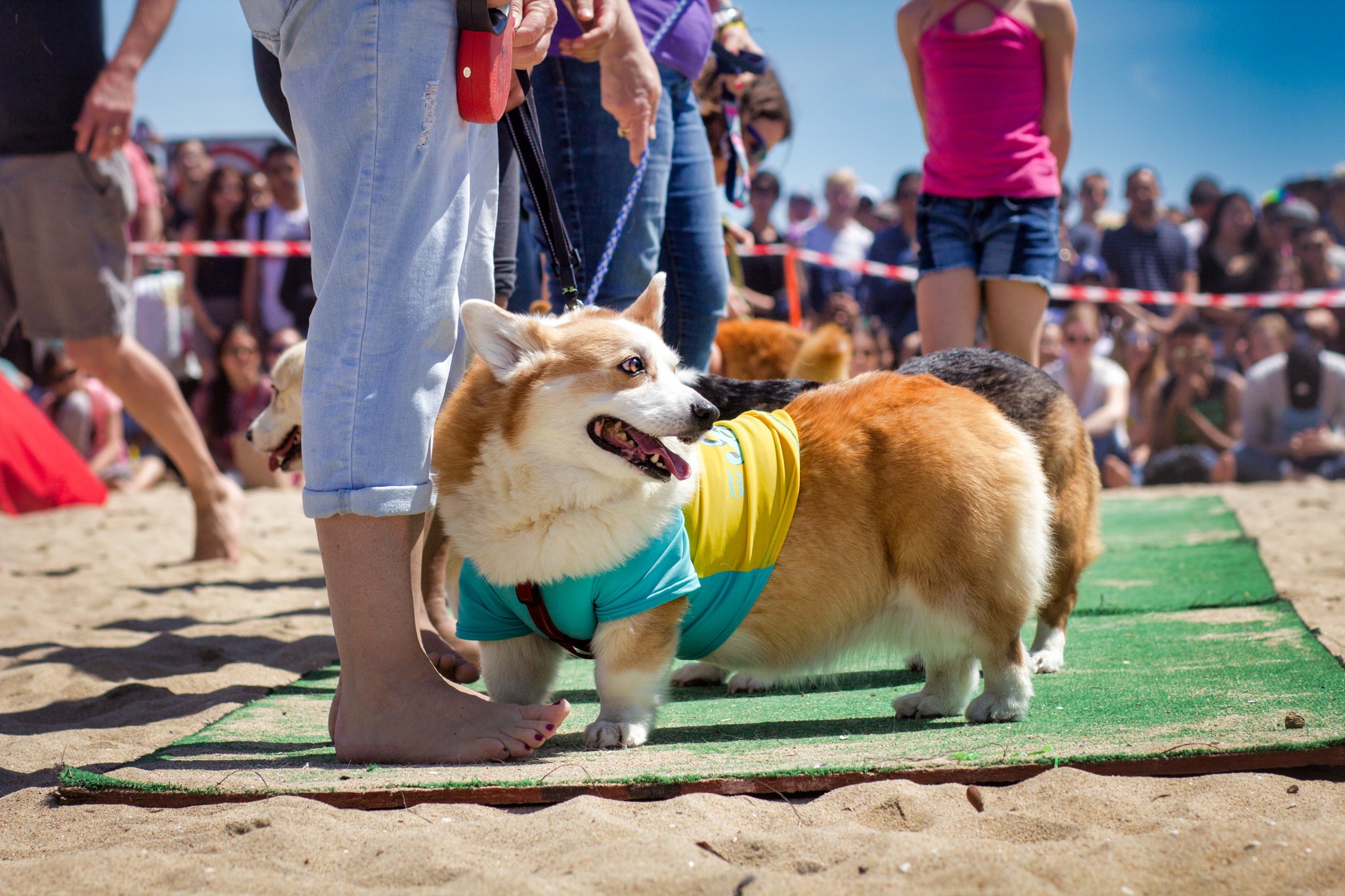 Orange County Pet and Dog Photography - by Steamer Lee - Corgi Beach Day Spring 2019 - Southern Caliornia 19 (1) (1).JPG