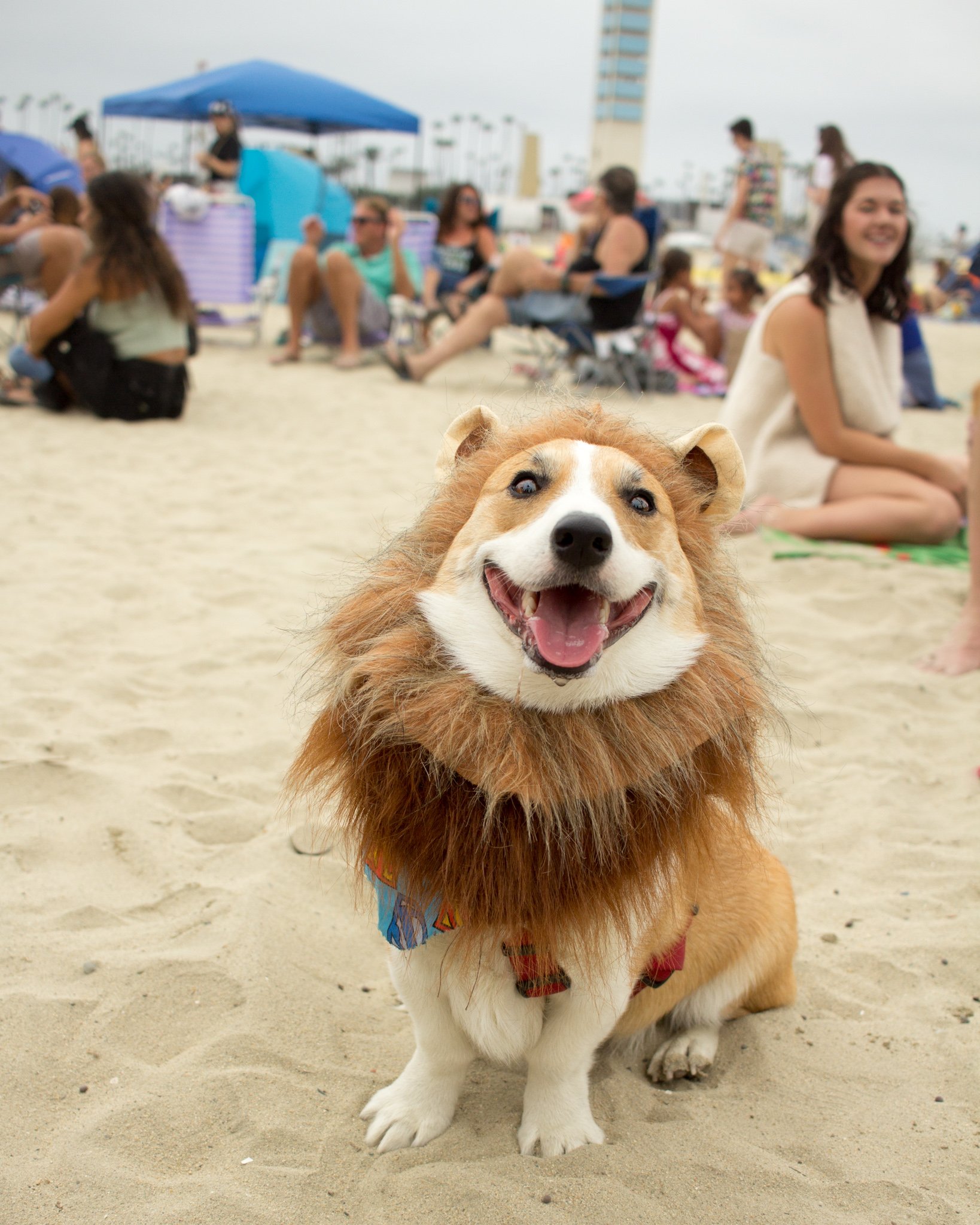 Orange County Pet and Dog Photography - by Steamer Lee - Corgi Beach Day - Southern Caliornia  15 (1).JPG