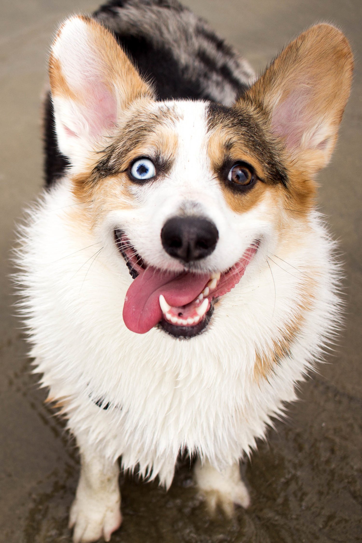 Orange-County-Dog-Photography-Pet-Huntington-Dog-Beach-SoCal-Corgi-Beach-Day_Steamer-Lee_061.JPG