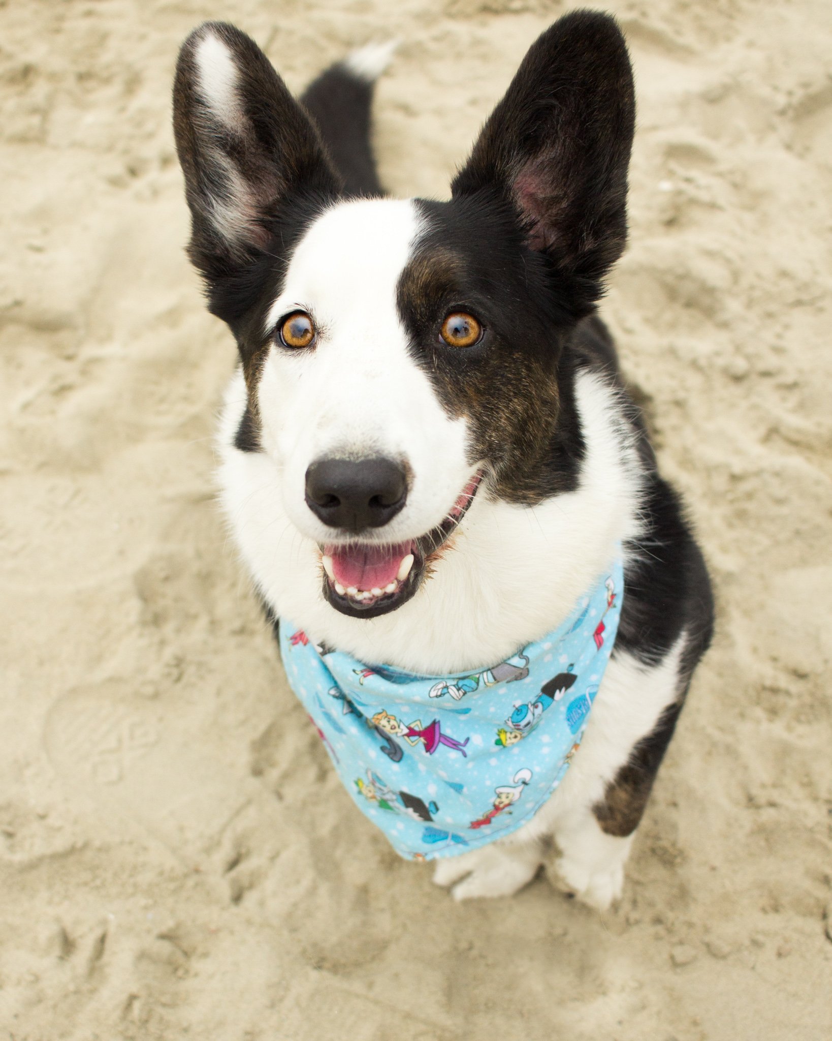 Orange County Pet and Dog Photography - by Steamer Lee - Corgi Beach Day - Southern Caliornia  04 (1).JPG