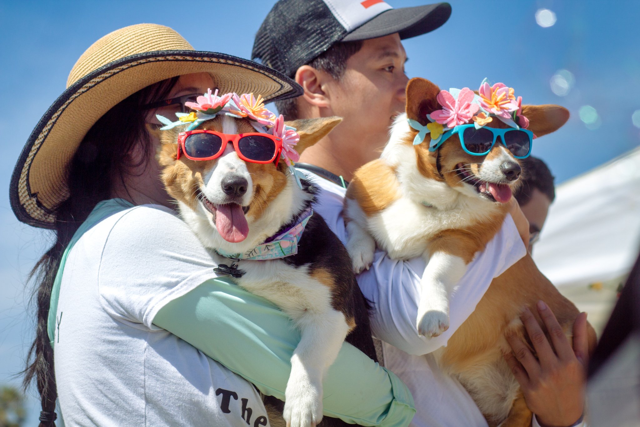 Orange County Pet and Dog Photography - by Steamer Lee - Corgi Beach Day Spring 2019 - Southern Caliornia 48.JPG