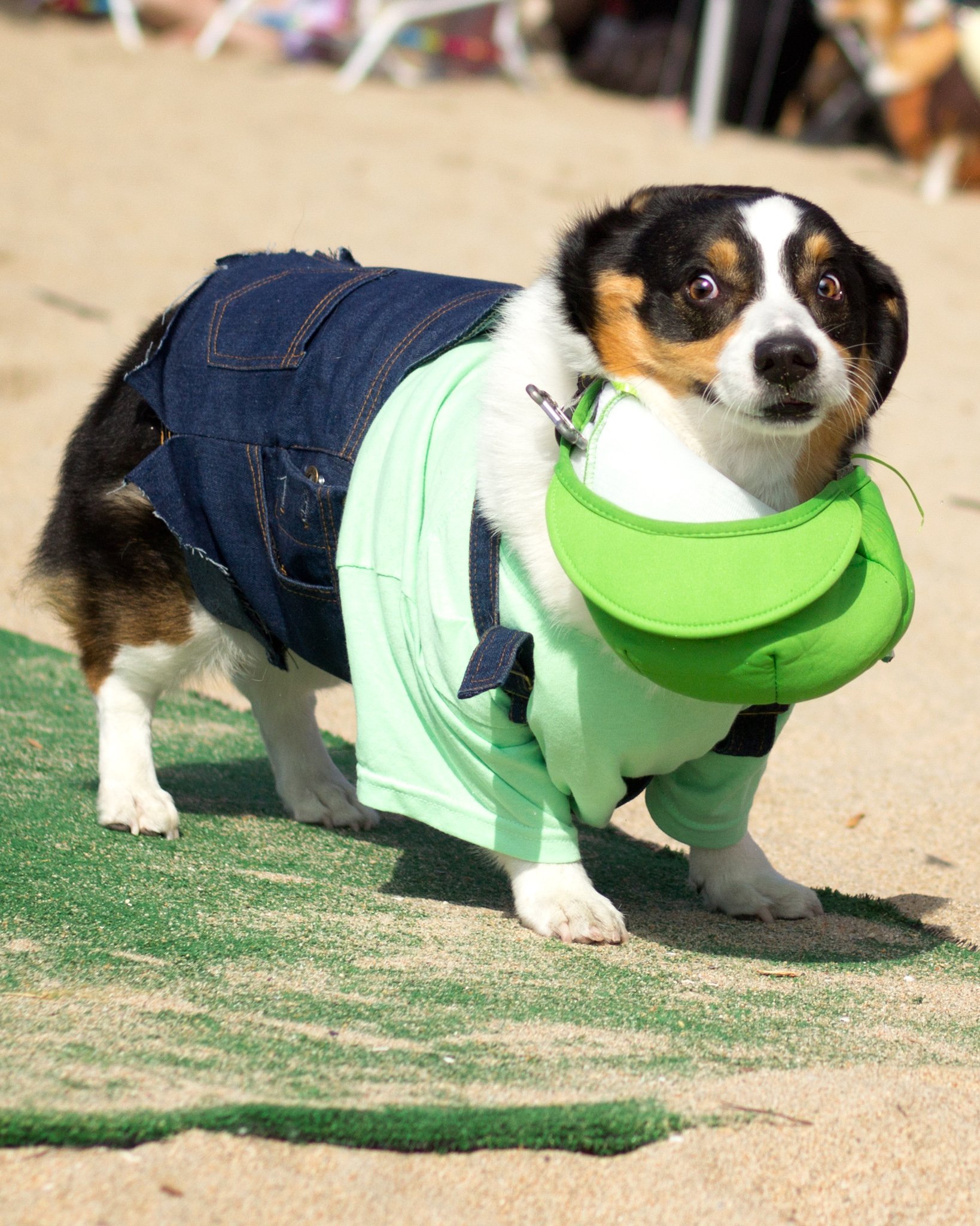 Orange County Pet and Dog Photography - by Steamer Lee - Corgi Beach Day - Southern Caliornia  59.jpg