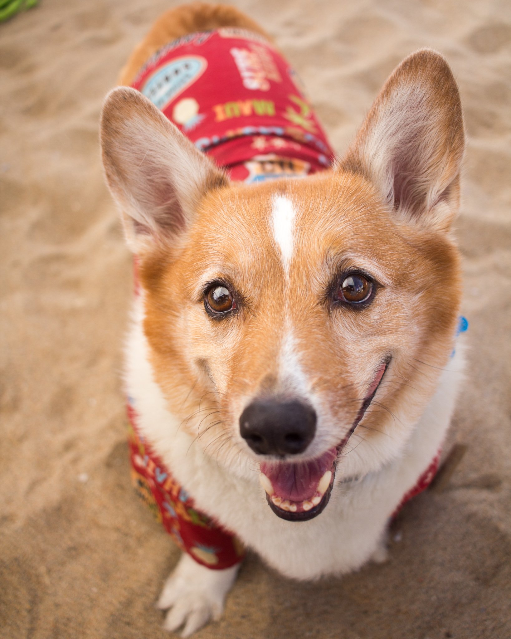 Orange County Pet and Dog Photography - by Steamer Lee - Corgi Beach Day - Southern Caliornia  56 (2).jpg