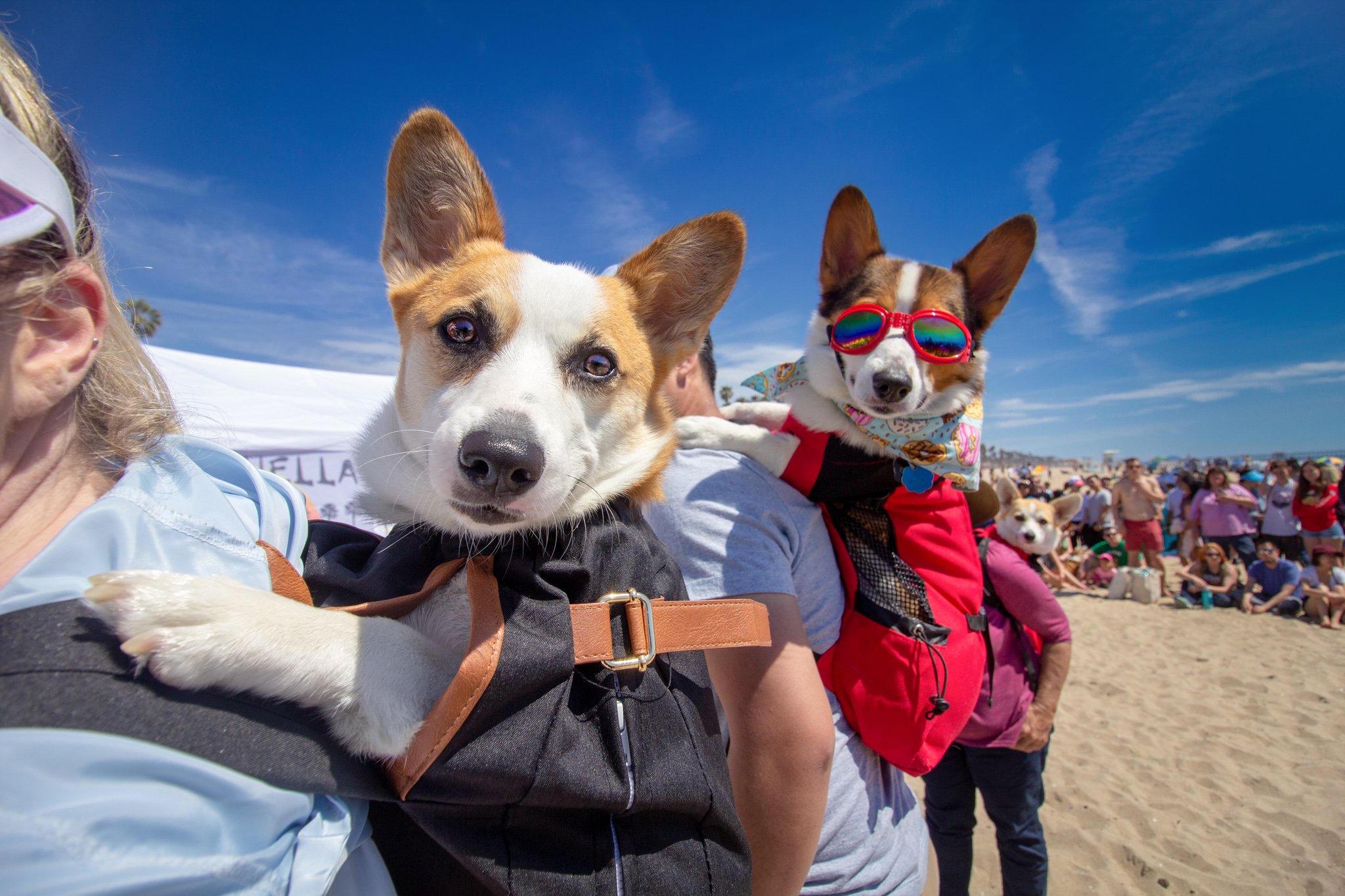 Orange County Pet and Dog Photography - by Steamer Lee - Corgi Beach Day Spring 2019 - Southern Caliornia 33.JPG