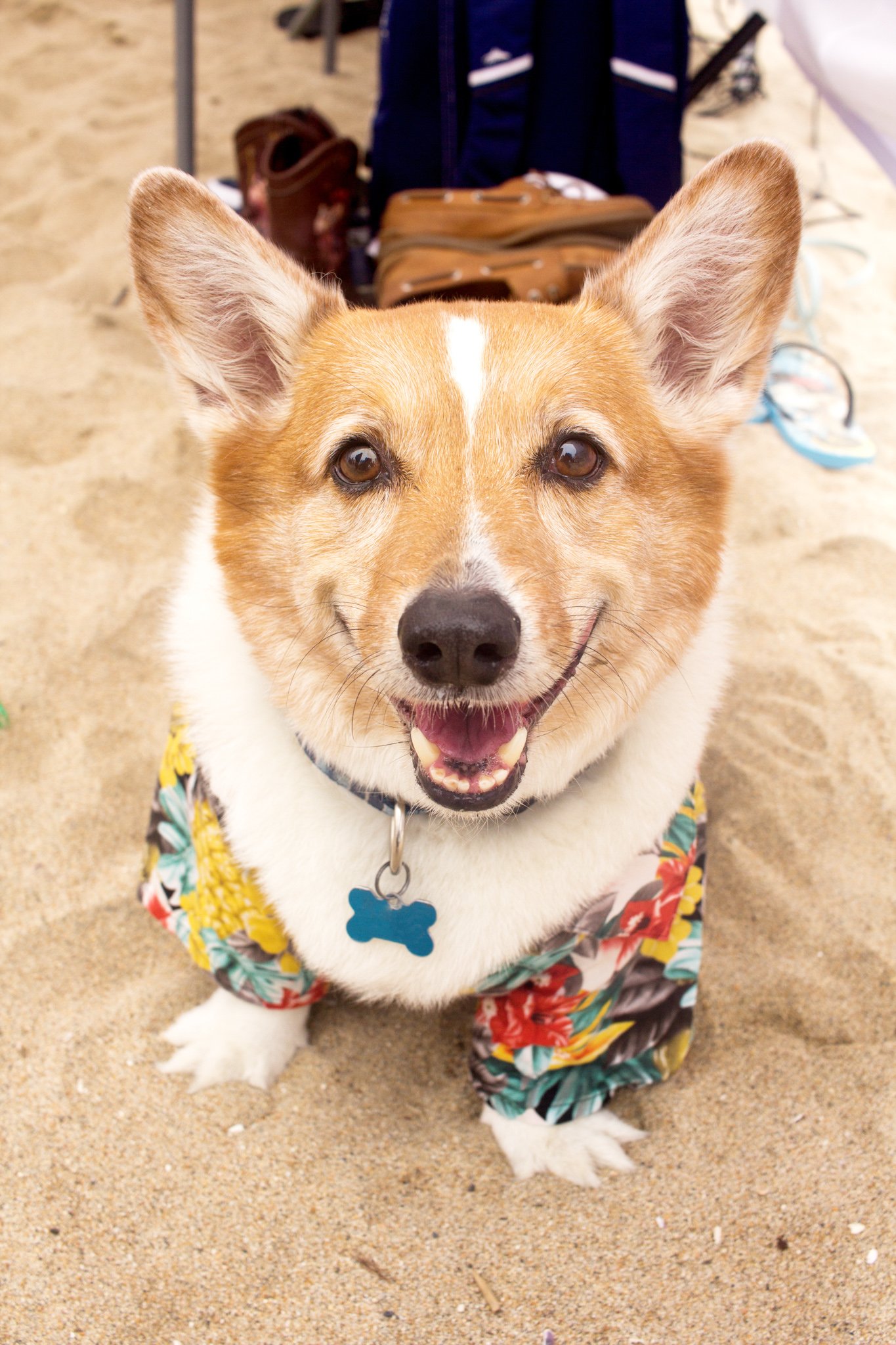 113-Orange County Pet and Dog Photography - by Steamer Lee - Corgi Beach Day - Southern Caliornia.JPG