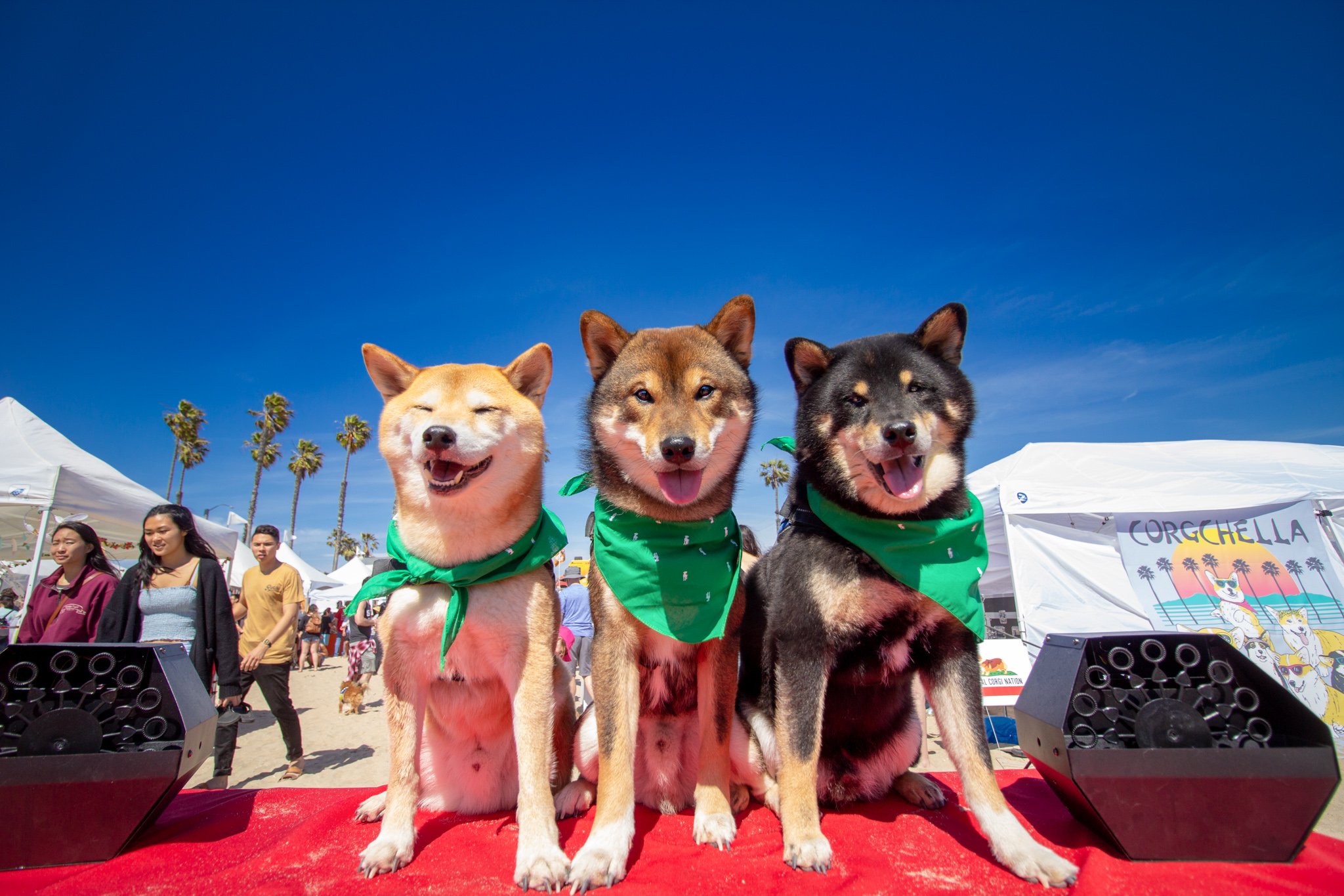 Orange County Pet and Dog Photography - by Steamer Lee - Corgi Beach Day Spring 2019 - Southern Caliornia 61.JPG