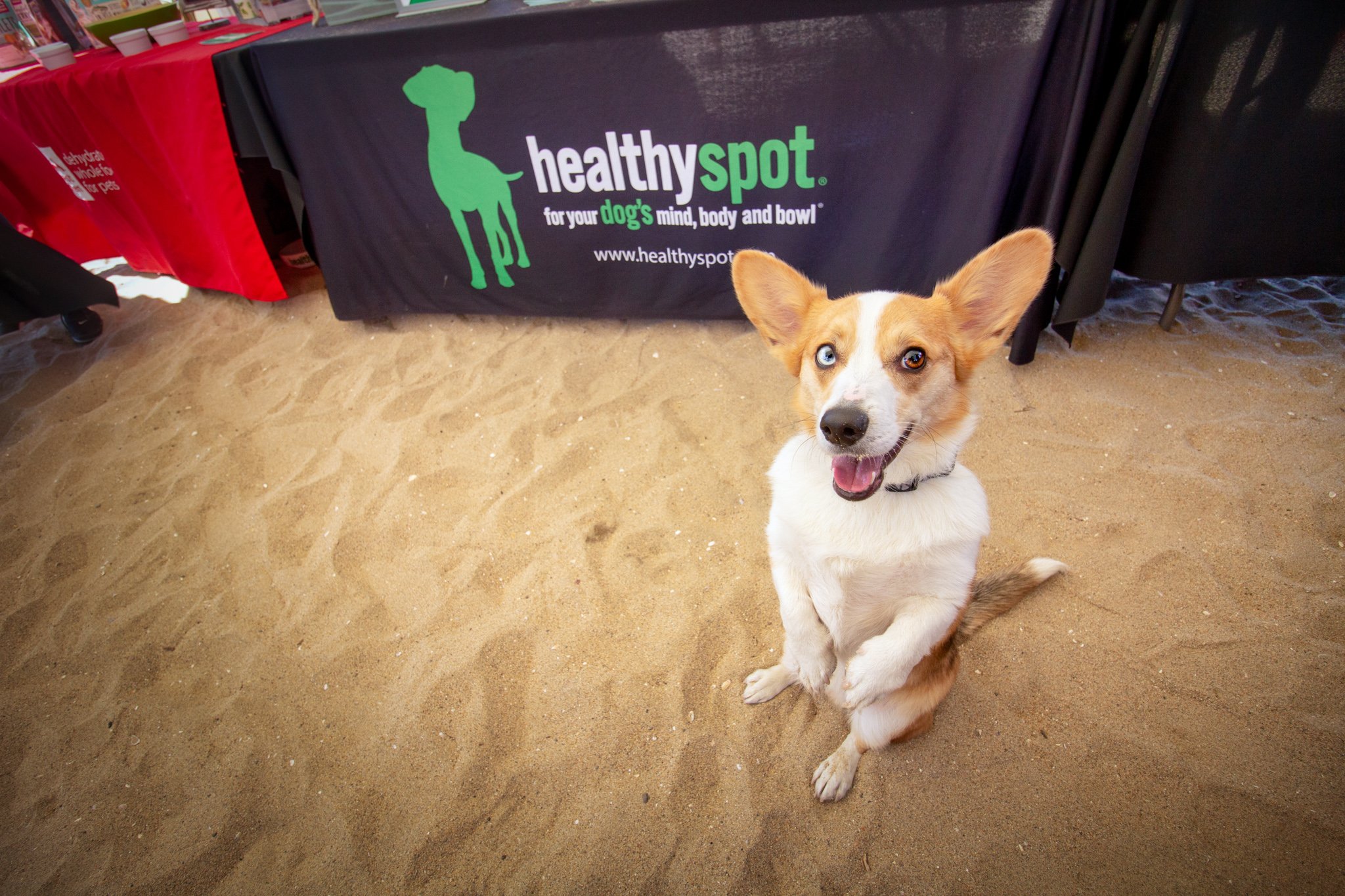 Orange County Pet and Dog Photography - by Steamer Lee - Corgi Beach Day Spring 2019 - Southern Caliornia 44 (1).JPG